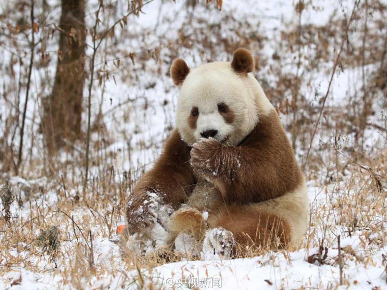 Qizai, who was found in the wild as a cub, is the world’s only brown panda living in captivity. Photo: Weibo / CCTV