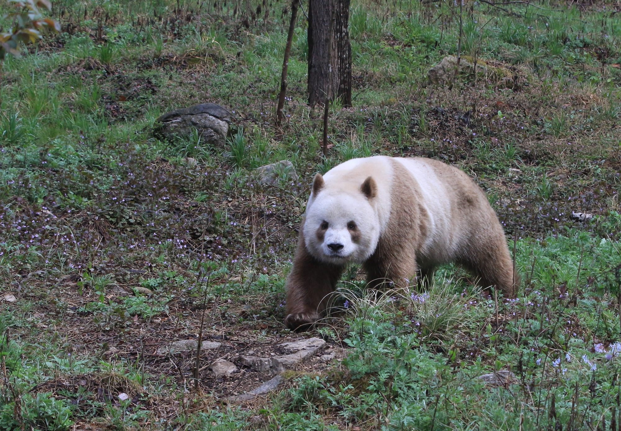 Brown pandas like Qizai, pictured here, also have smaller skulls than their black-and-white counterparts, according to scientists. Photo: Zhou Wenliang / Chinese Academy of Sciences Institute of Zoology
