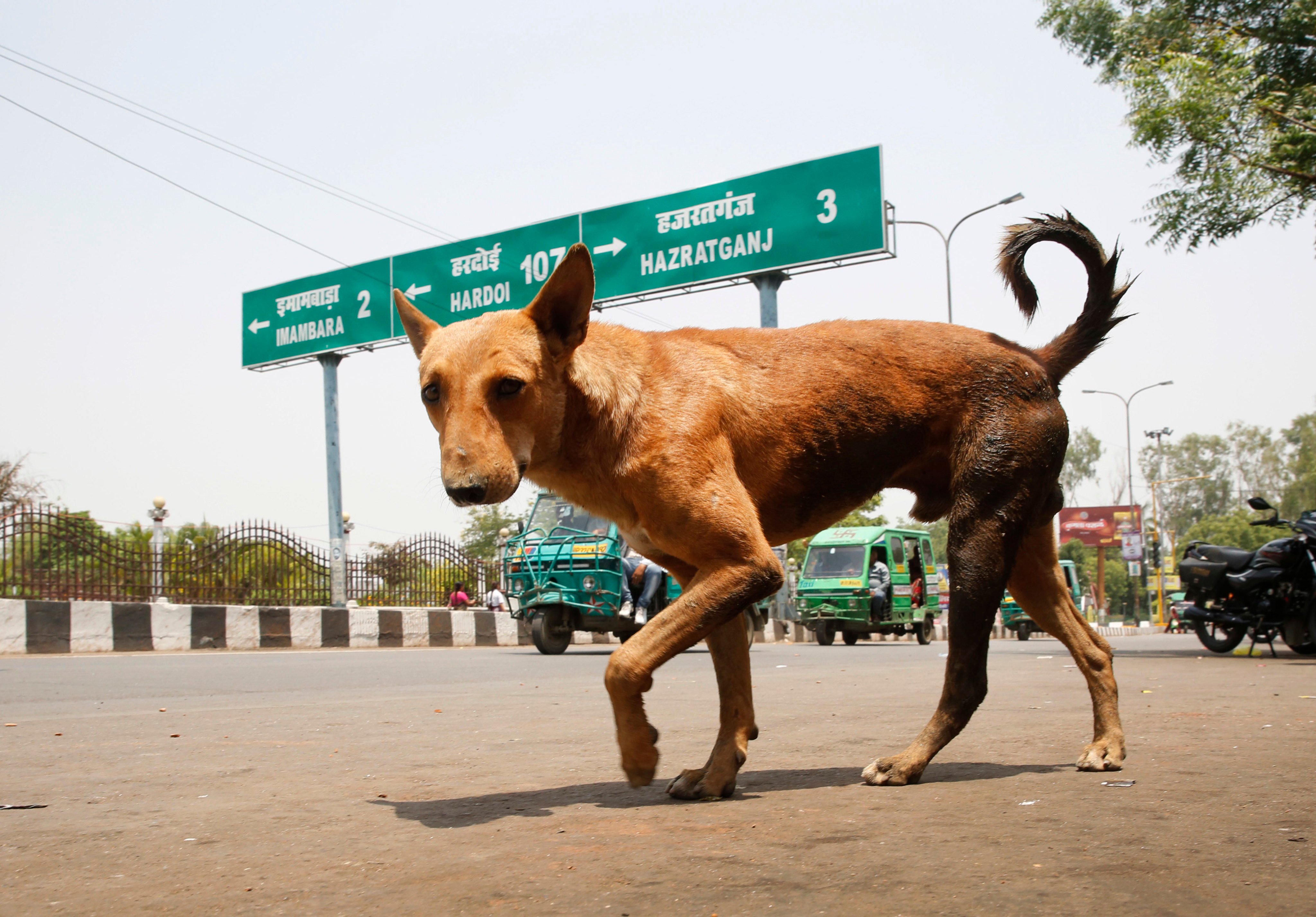 A stray dog walks on a road in Lucknow, in the northern Indian state of Uttar Pradesh. Photo: AP