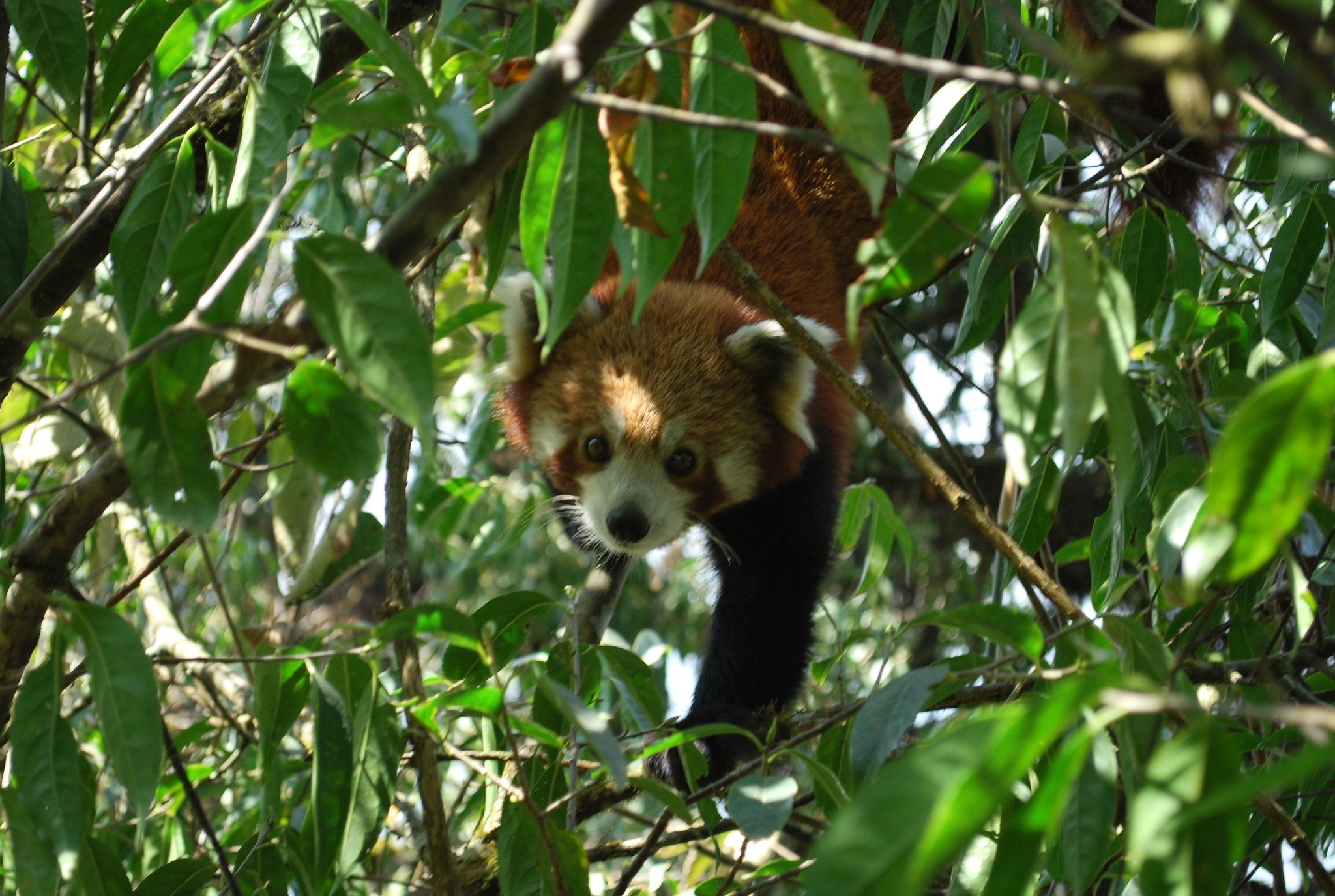 A red panda seen at Choyatar Community Forest, Jamuna Village Development Committee, Ilam. In Nepal, there are around 1,000 red pandas living in 24 of the country’s 77 districts, mostly in the eastern and western regions. Photo: Sonam Tashi Lama

