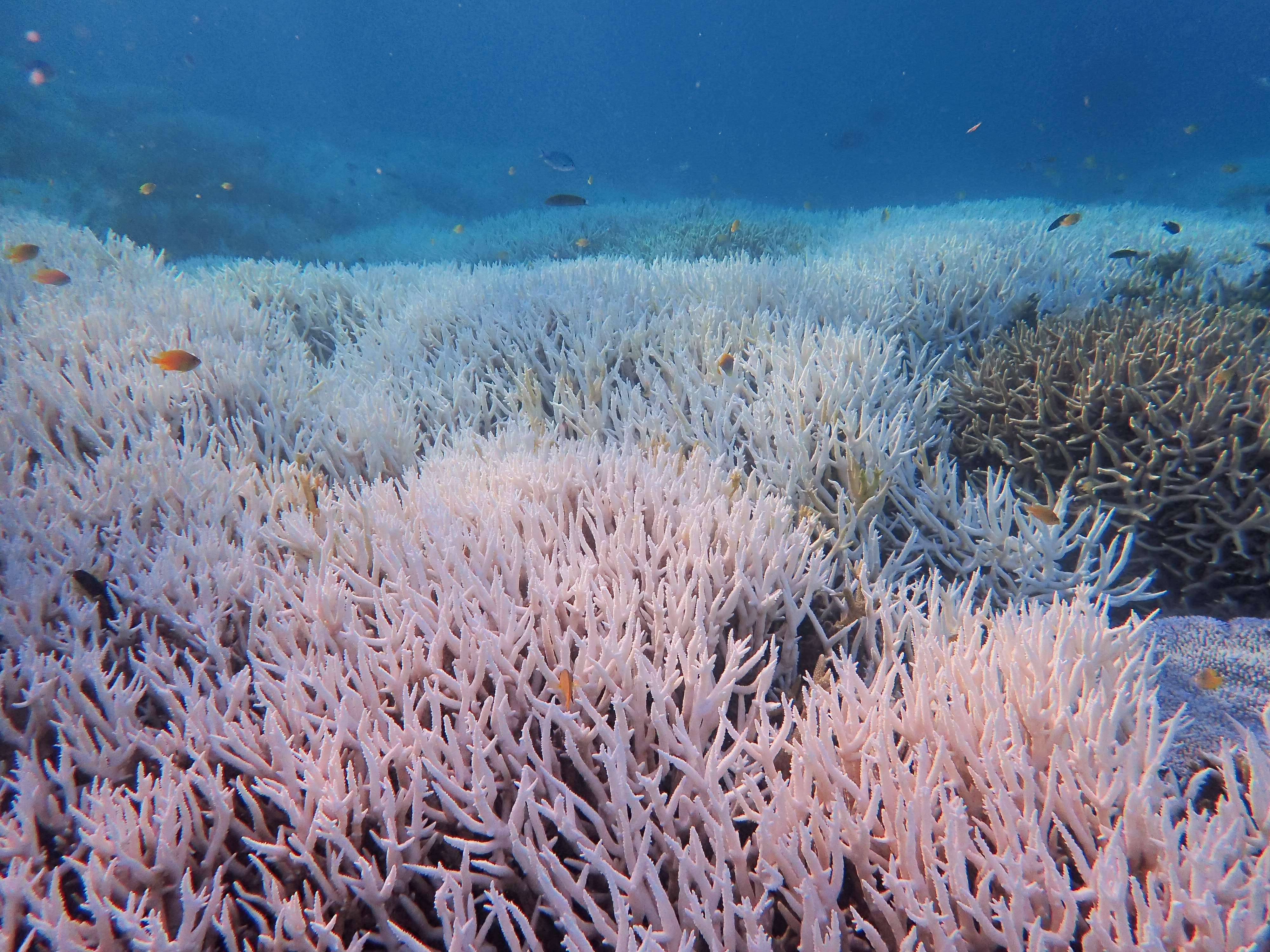 Bleached corals stand near Heron Island off Queensland, Australia. Photo: dpa