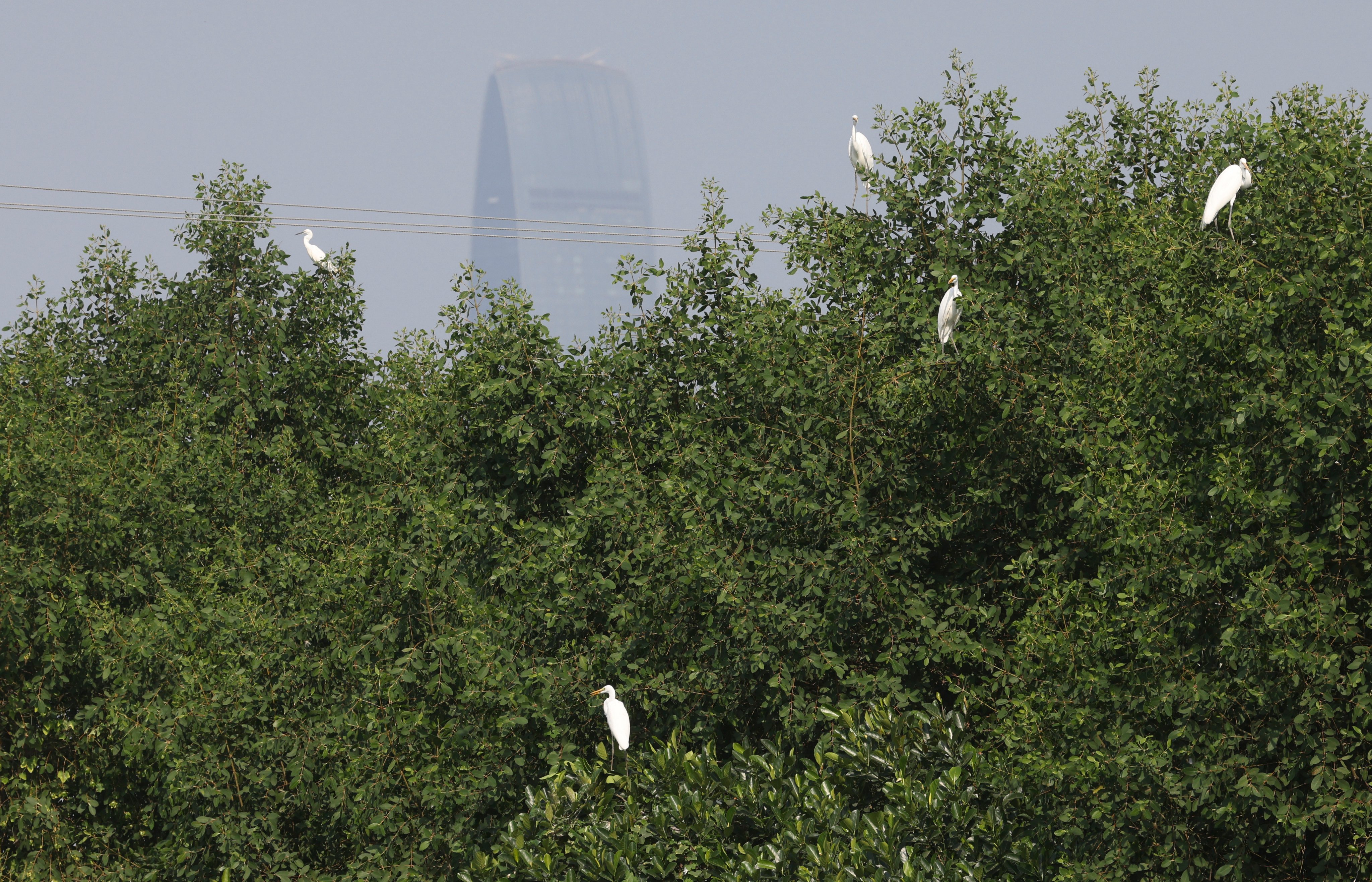 Great egrets are seen at San Tin in Yuen Long on December 12. An information and technology zone is planned in the area. Photo: Yik Yeung-man