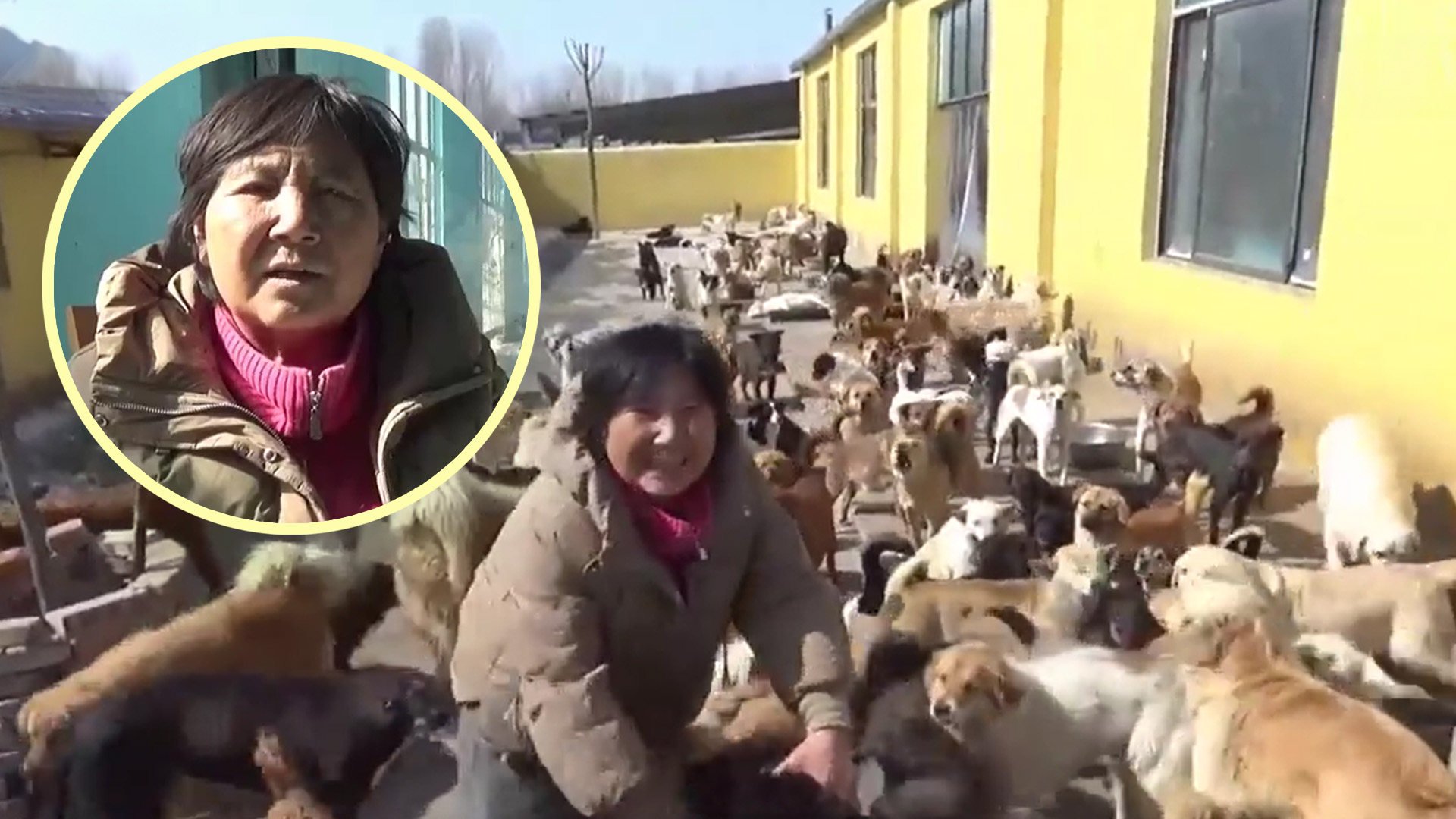 The story of a 66-year-old woman in China who has spent the past 15 years looking after thousands of stray dogs and cats, sacrificing her family life and running up debts of US$70,000 in the process, has captivated mainland social media. Photo: SCMP composite/Weibo
