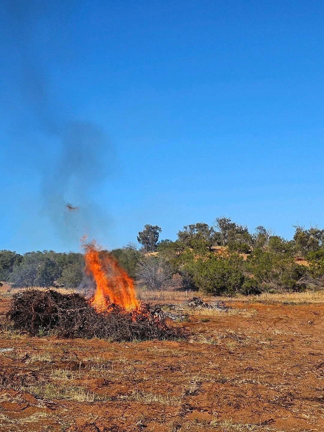 Vines ripped from the barren soil of grape grower Tony Townsend’s vineyard in South Australia are burned. Around the world winemakers are cutting back on inventories, and ripping up vines and replacing them because wine production is no longer profitable. Photo: Tony Townsend
