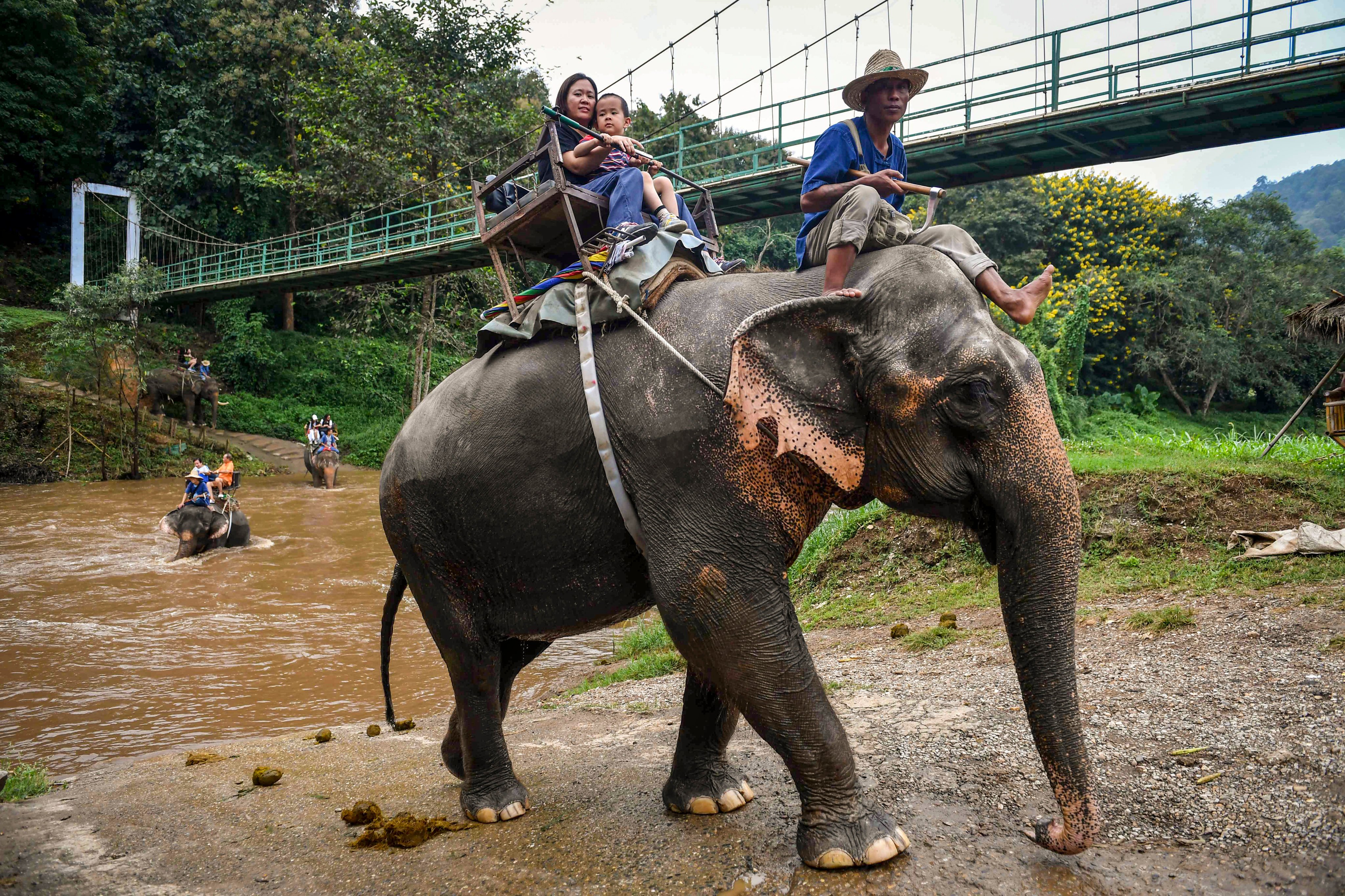 Tourists riding elephants at the Maetaeng Elephant Park, in Chiang Mai province, Thailand.  Separated from their mothers, jabbed with metal hooks, and sometimes deprived of food, Thai elephants are tamed by force. Up to 5.5 billion wild animals are being farmed globally in terrible conditions and exploited for tourism. Photo: AFP