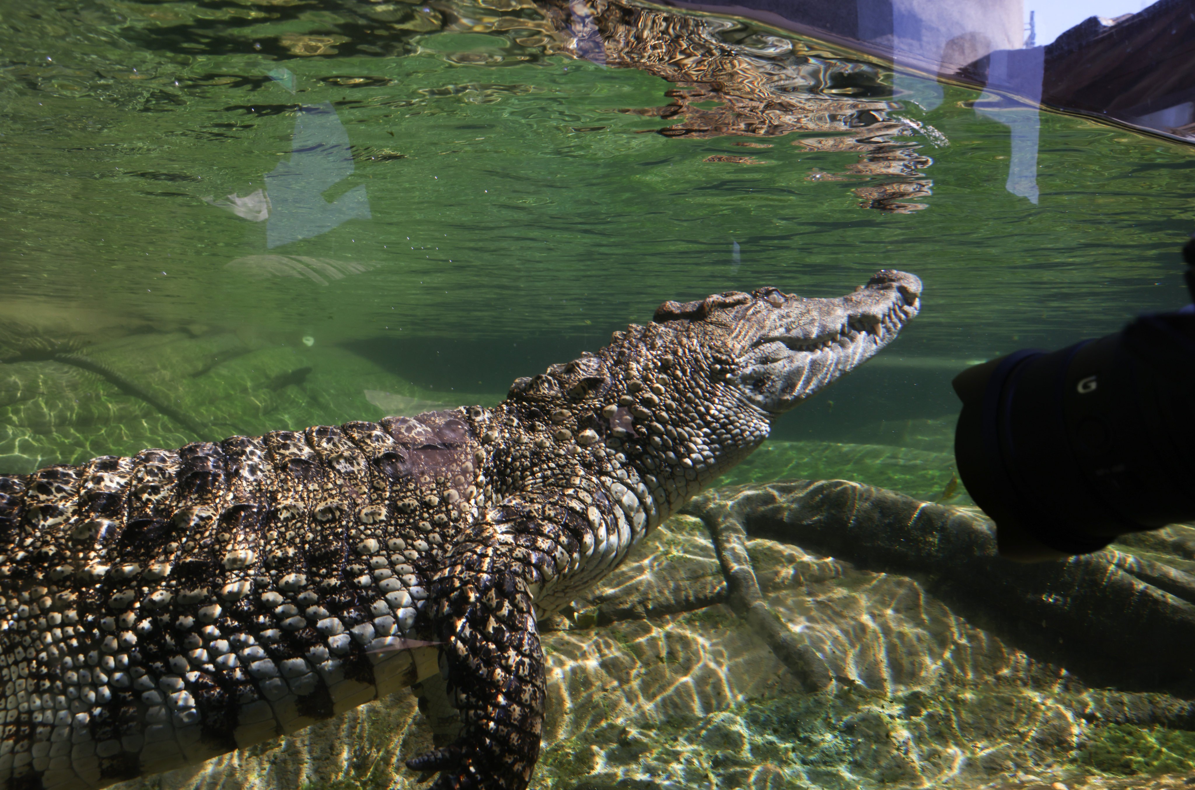 Passion goes for a dip at Ocean Park. More than 11,000 people voted to choose the reptile’s name. Photo: Yik Yeung-man