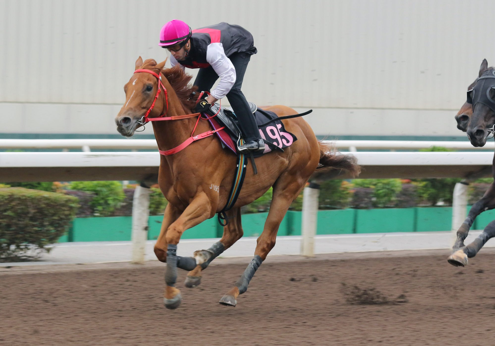 Young Champion trials at Sha Tin earlier this month.