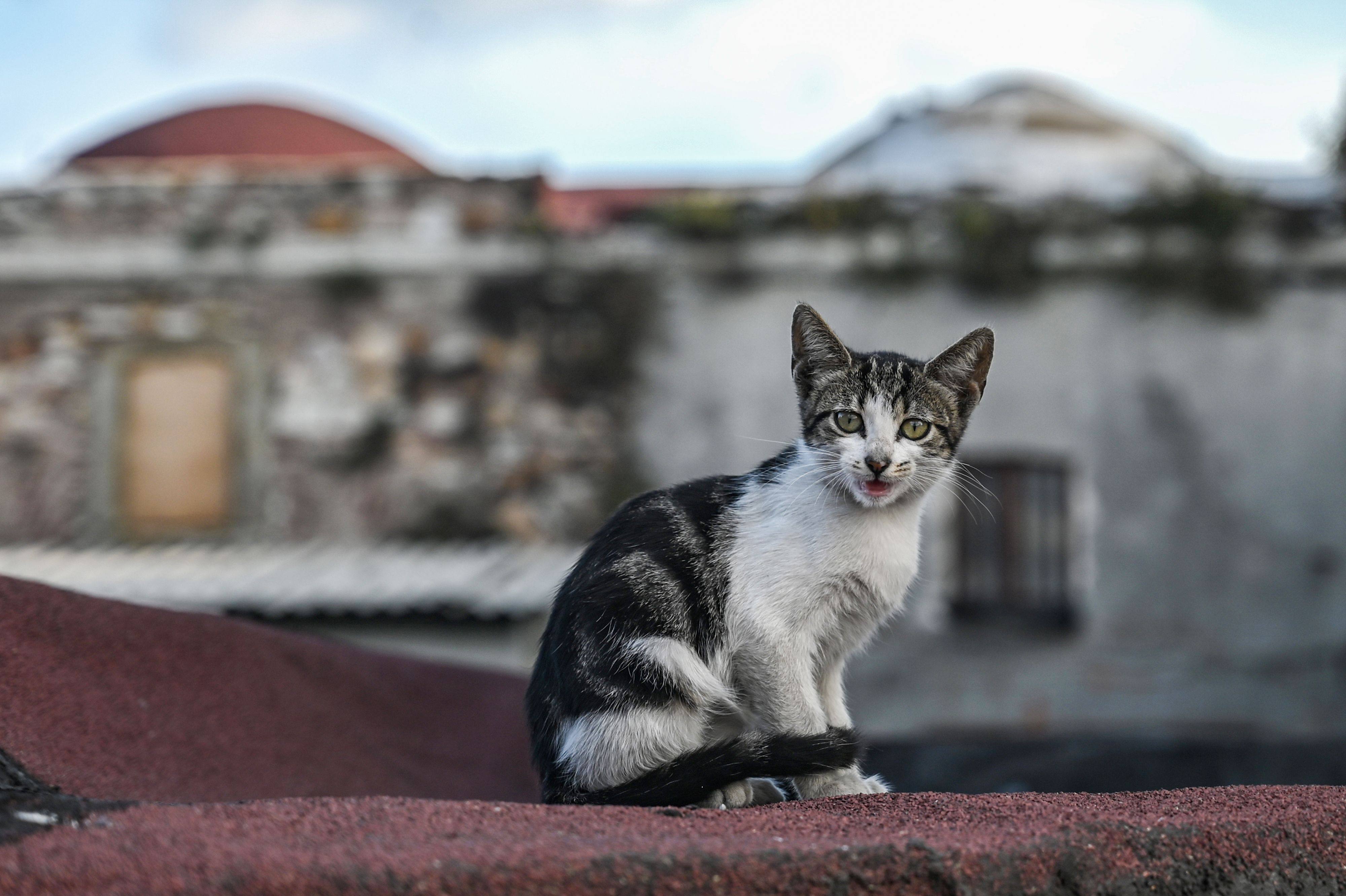 A stray cat sits on a roof in Istanbul in September 2019. Photo: AFP/File