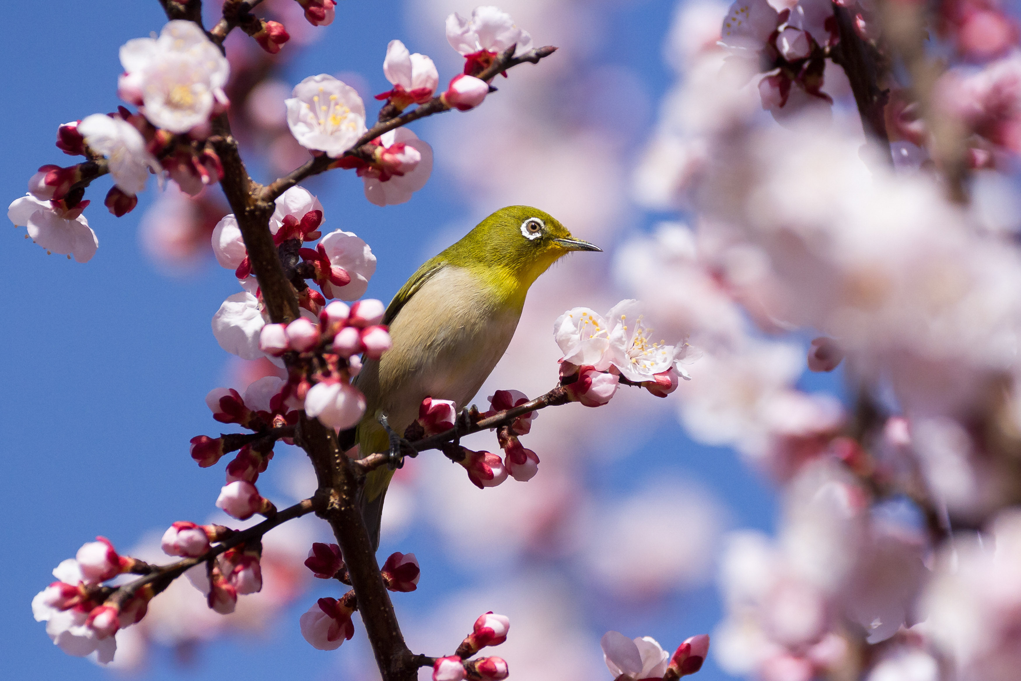 A Japanese white-eye bird stands amid cherry blossoms in Yamato. Photo: dpa