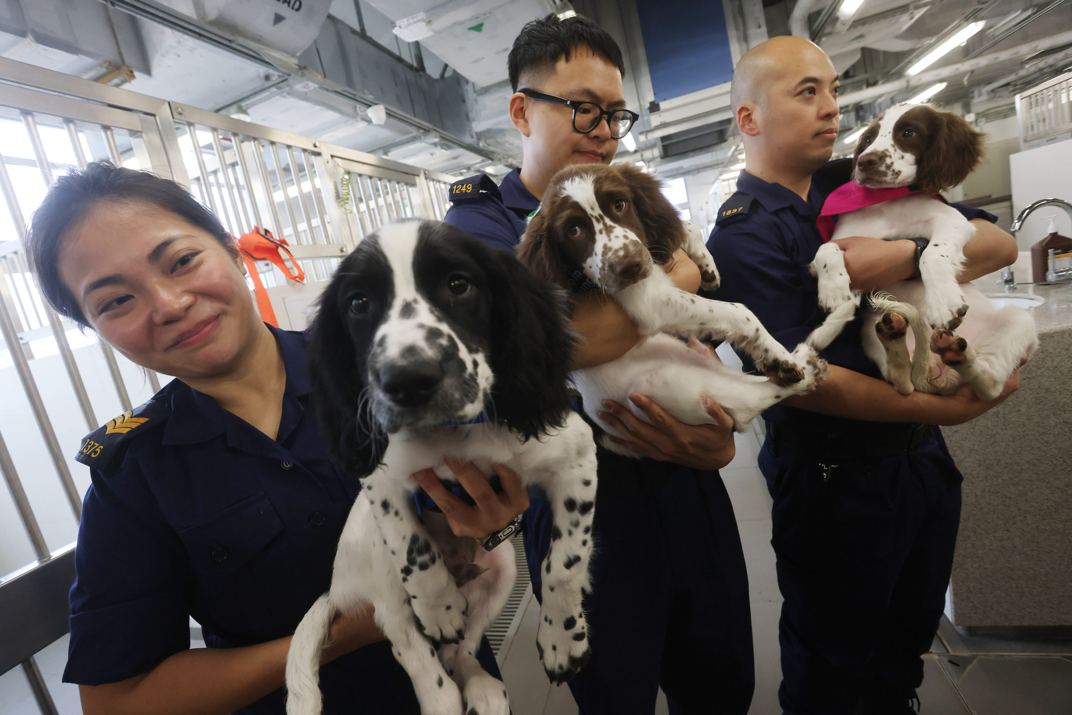 Springer Spaniel puppies at the Customs Detector Dog Kennels at the World Customs Organization Regional Dog Training Centre. Photo: Jonathan Wong