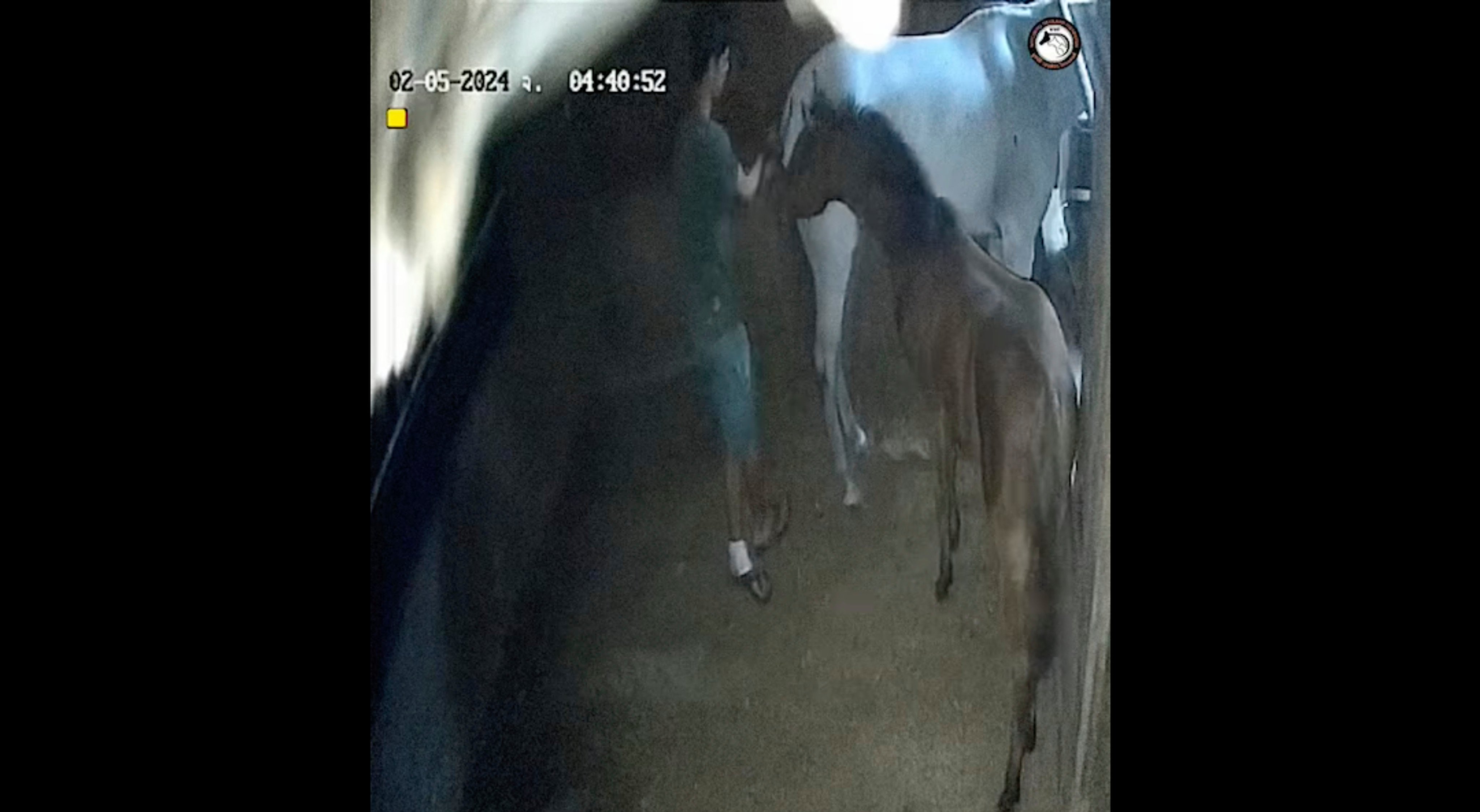 An American teenager was captured on CCTV allegedly indulging in bestiality in a stable in Thalang district in Thailand. Photo: Facebook/Watchdog Thailand Foundation