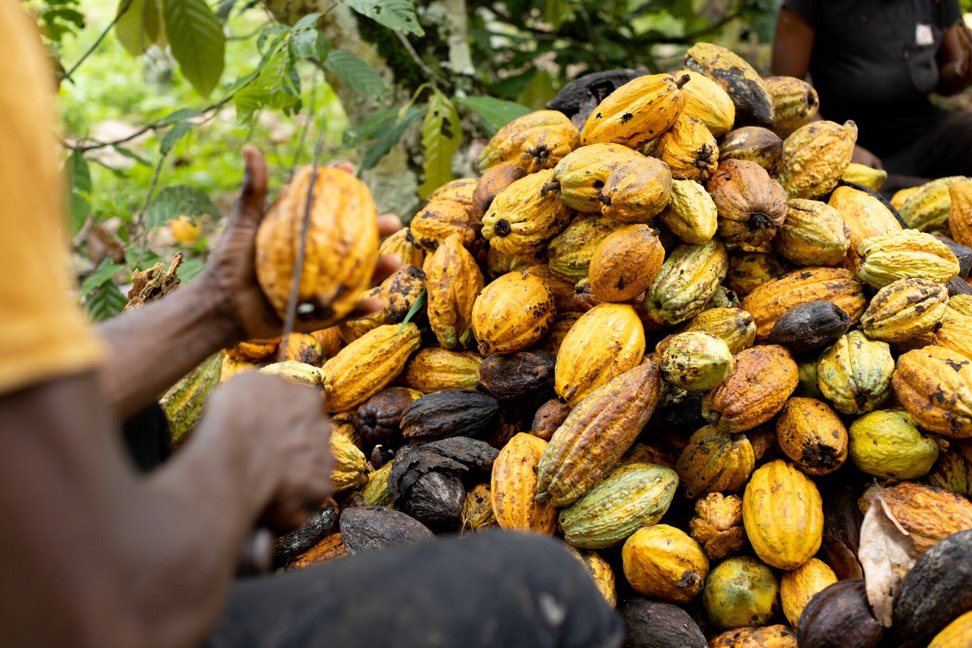 A pile of cocoa pods, showing signs of black pod disease, during a harvest at a farm in the town of Kwabeng, Ghana, on October 22 last year. Photo: Bloomberg