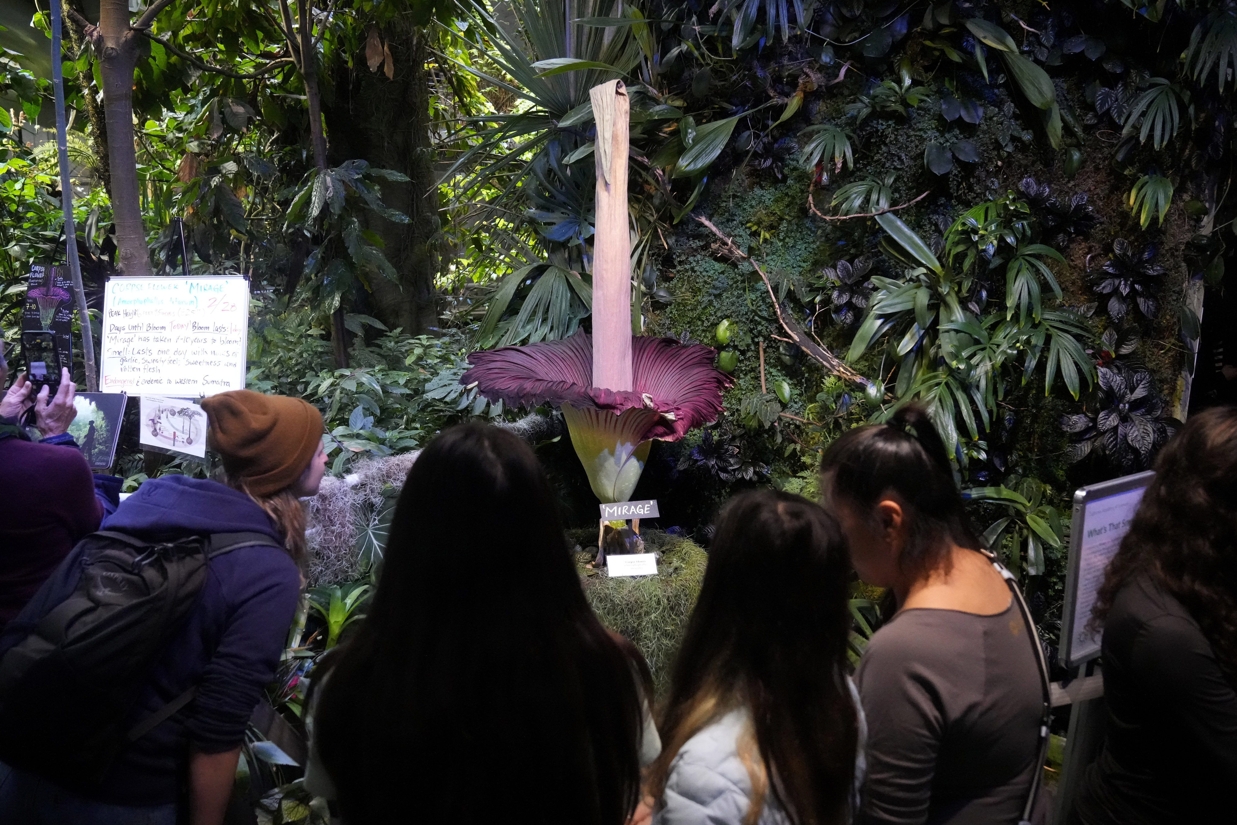 Visitors look at a corpse flower in bloom at the California Academy of Sciences’ Osher Rainforest in San Francisco. Photo: AP