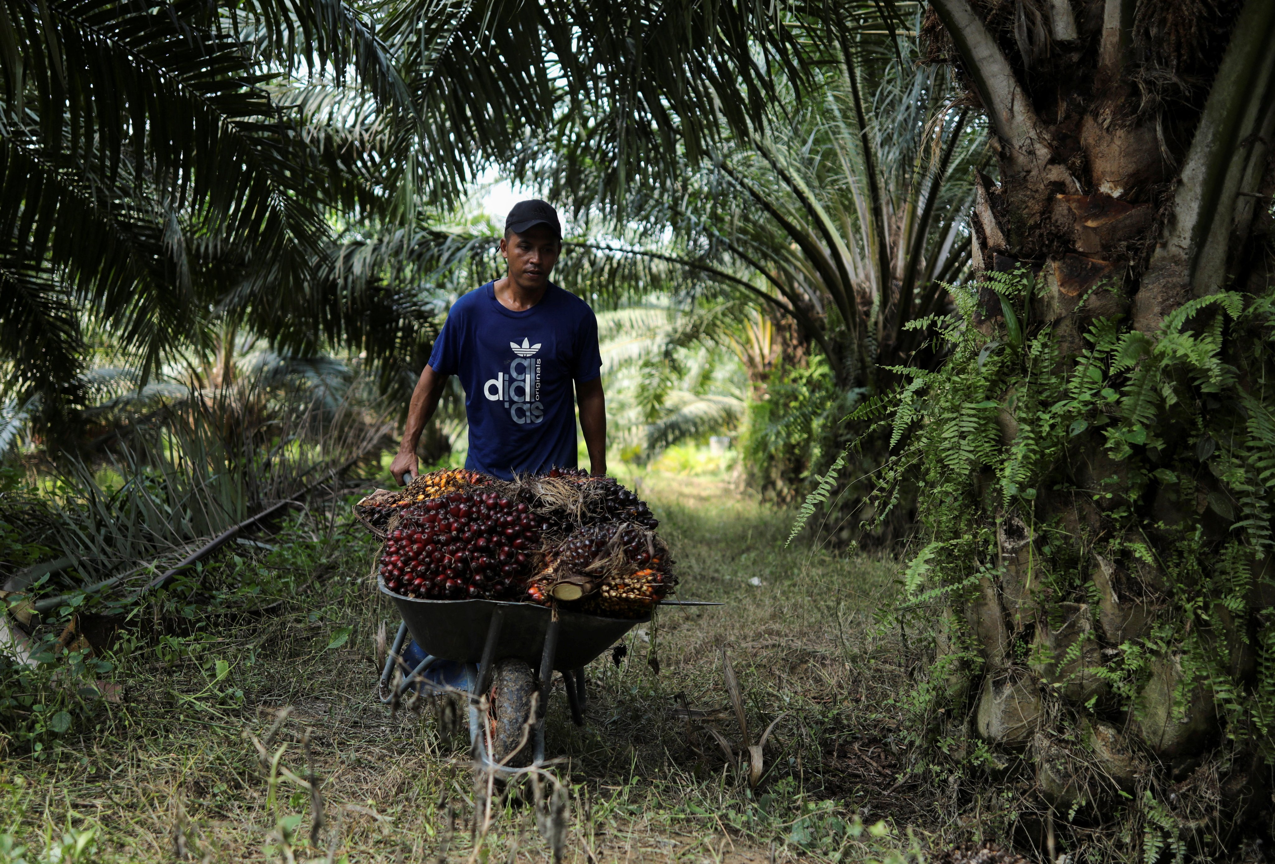 A migrant worker collects bunches of palm oil fresh fruit in Selangor in June 2022. Photo: Reuters