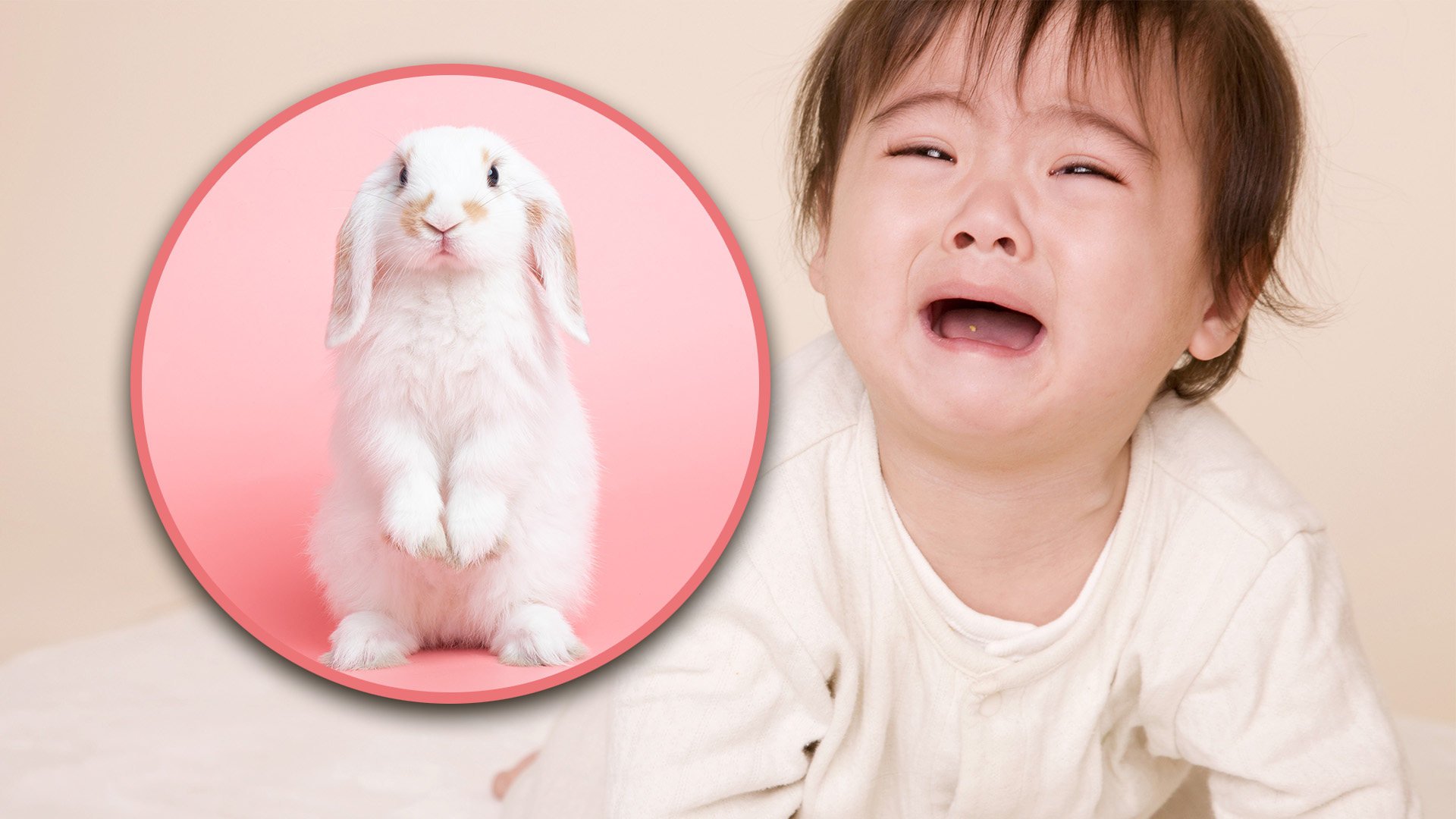 Doctors in China were unable to reattach the finger of a baby girl which was bitten off by her pet rabbit because her family forgot to bring the severed digit to the hospital. Photo: SCMP composite/Shutterstock