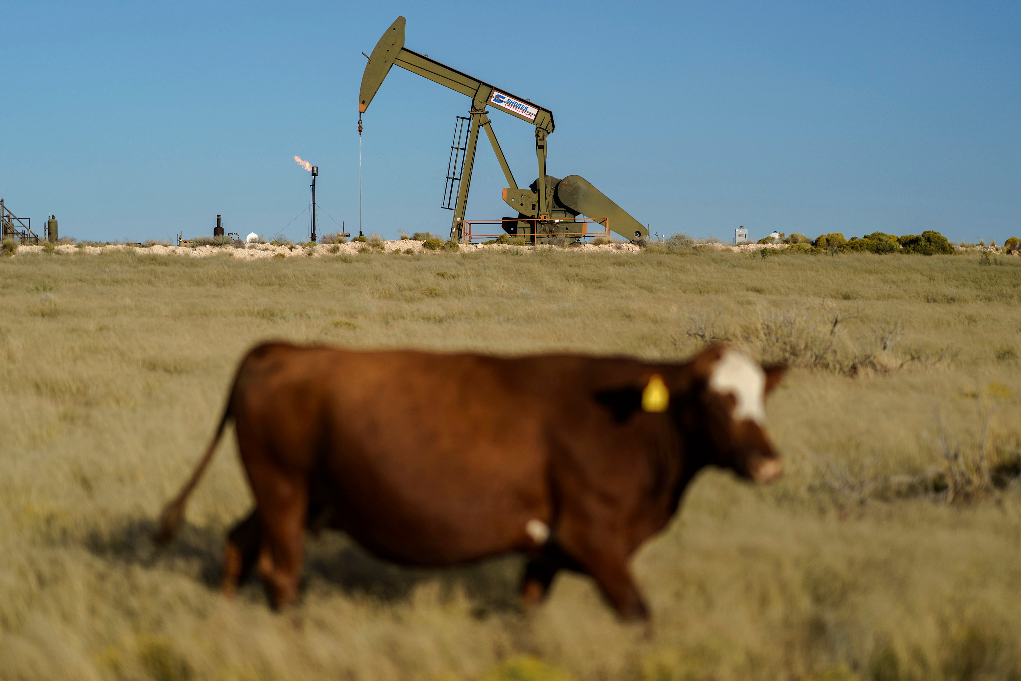 A cow walks through a field in front of an oil pumpjack and a flare burning off methane and other hydrocarbons in the US state of New Mexico. Photo: AP