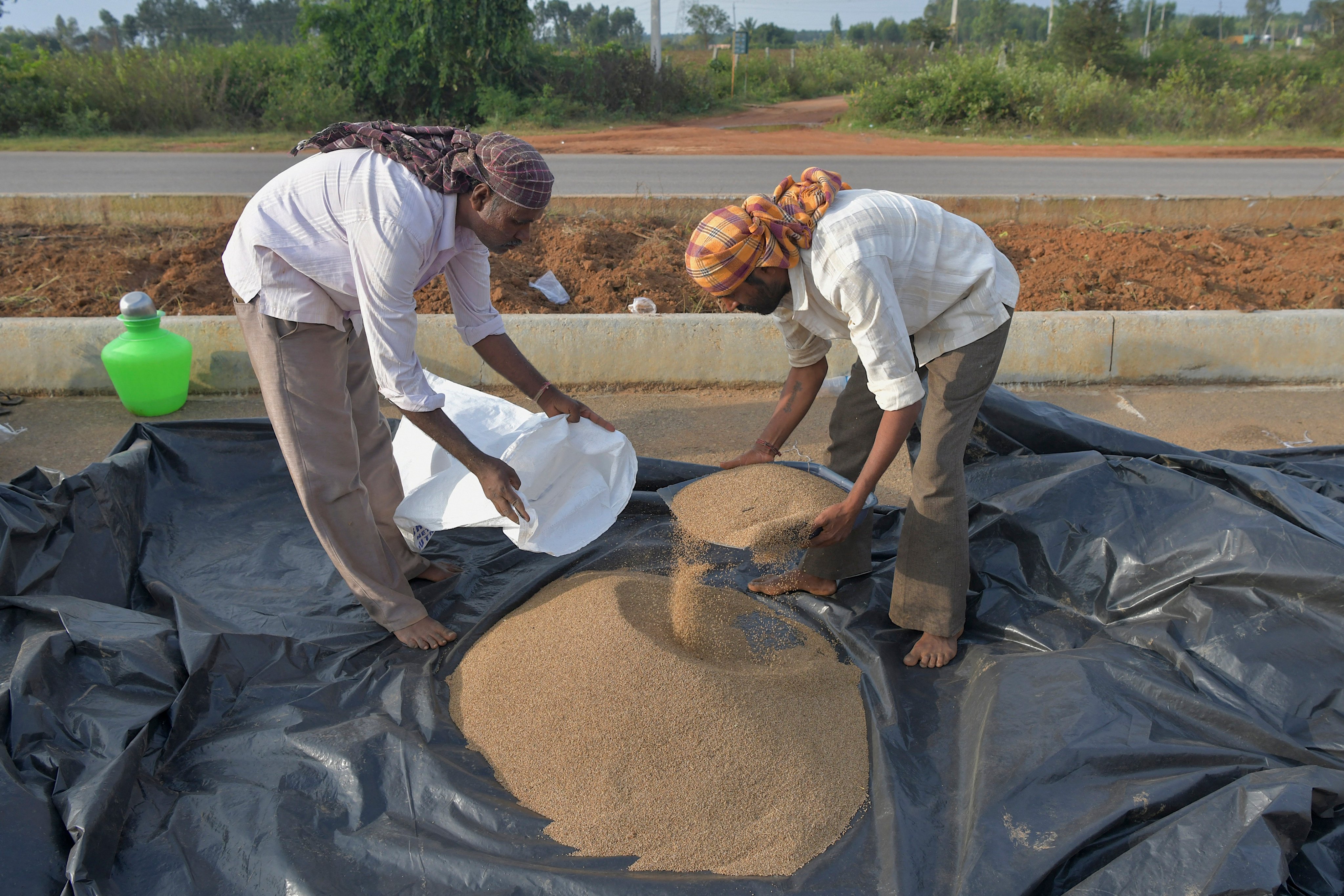 Labourers fill millet grains into a sack at a farm on the outskirts of Bangalore. Photo: AFP