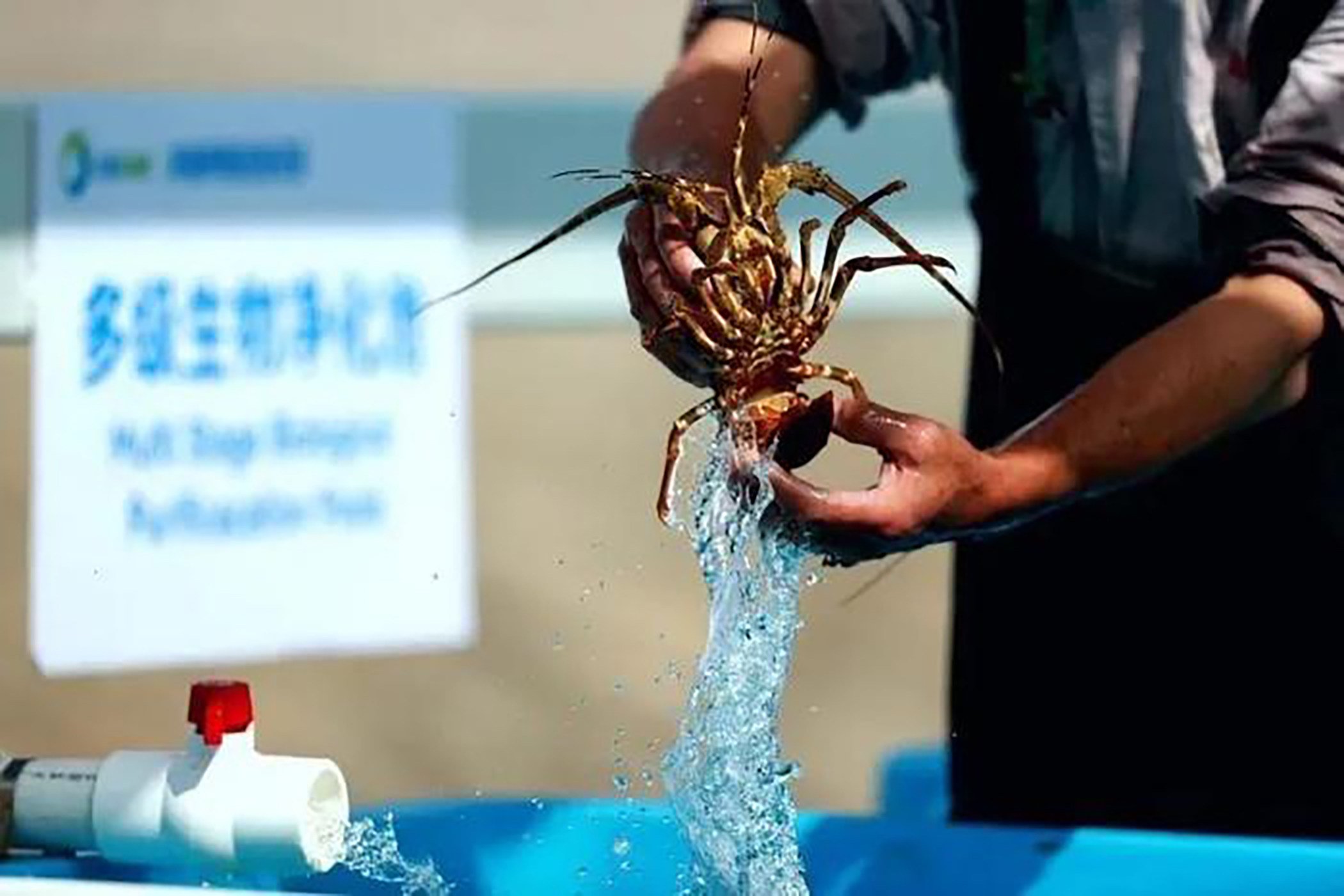 Before an unofficial ban in 2022, more than half of China’s lobster imports in 2019 were from Australia. Photo: Handout