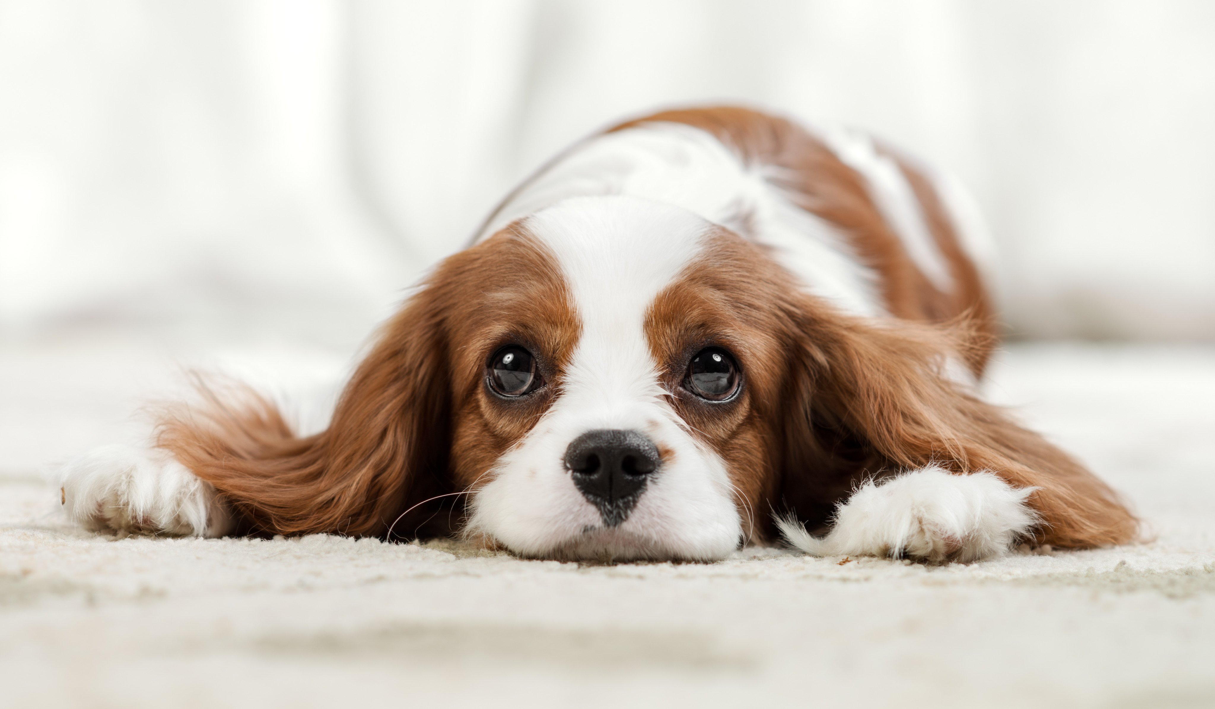Pets bring many of us a great deal of joy and love, so losing them can be akin to losing a human family member. Mental health and animal experts explain how to manage grief and not suffer in silence. Photo: Shutterstock 