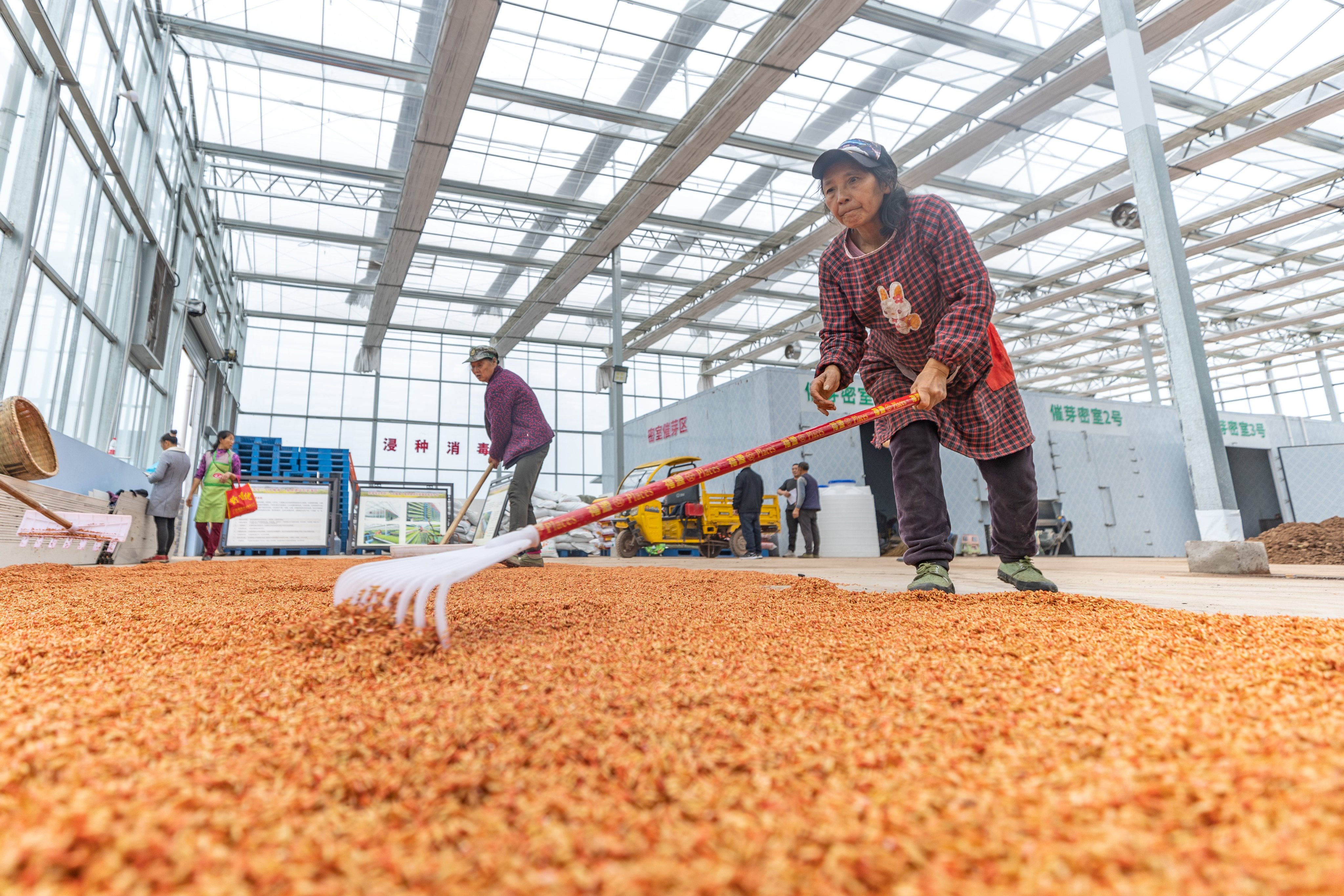 Workers spread rice seeds at an intelligent seedling breeding base in Shuangxing village of Xianlong town in southwest China’s Chongqing. Photo: Xinhua