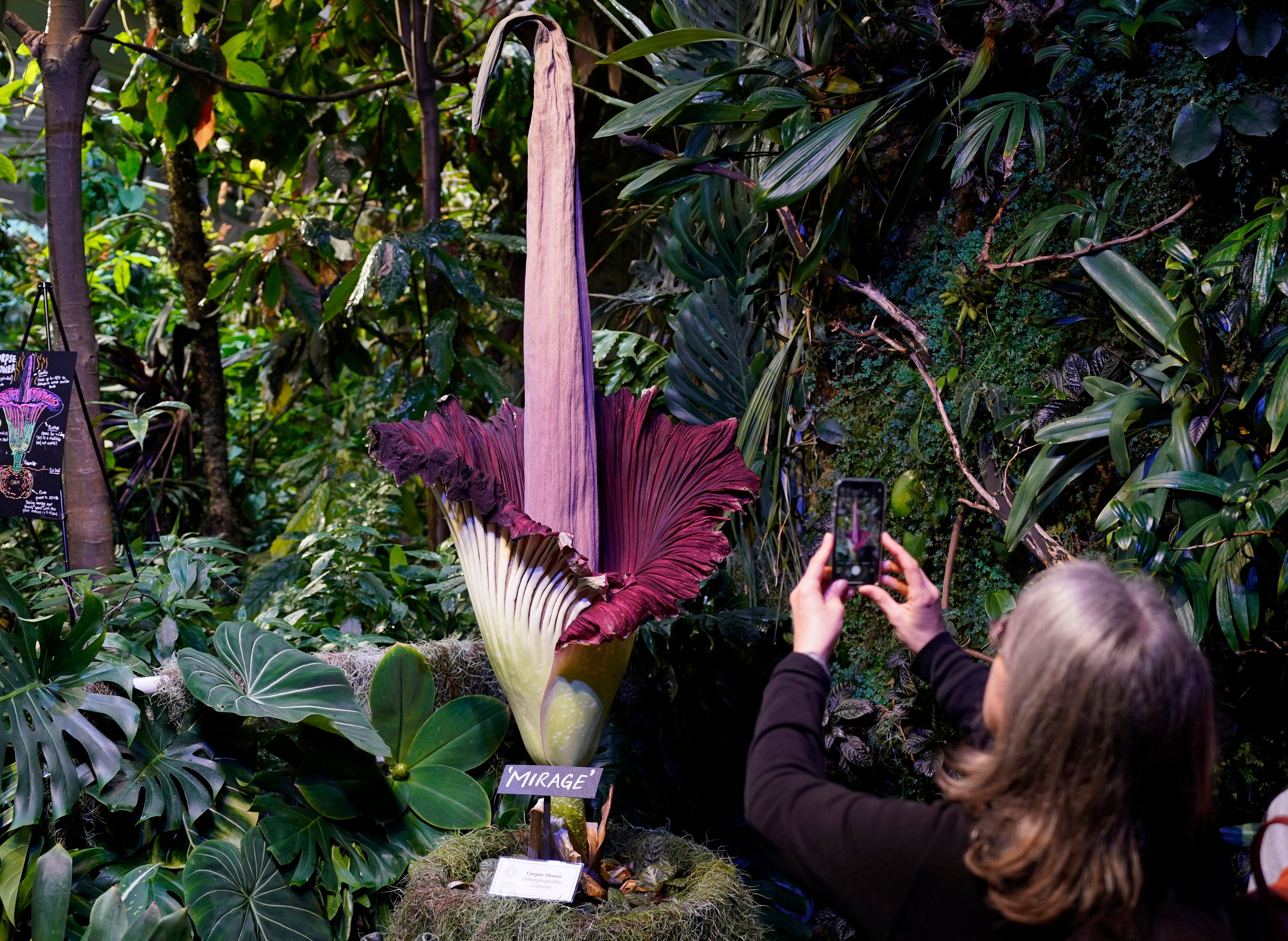 People line up to see the “corpse flower,” which emits a bad smell when it blooms, at a museum in San Francisco in the US. Photo: Xinhua