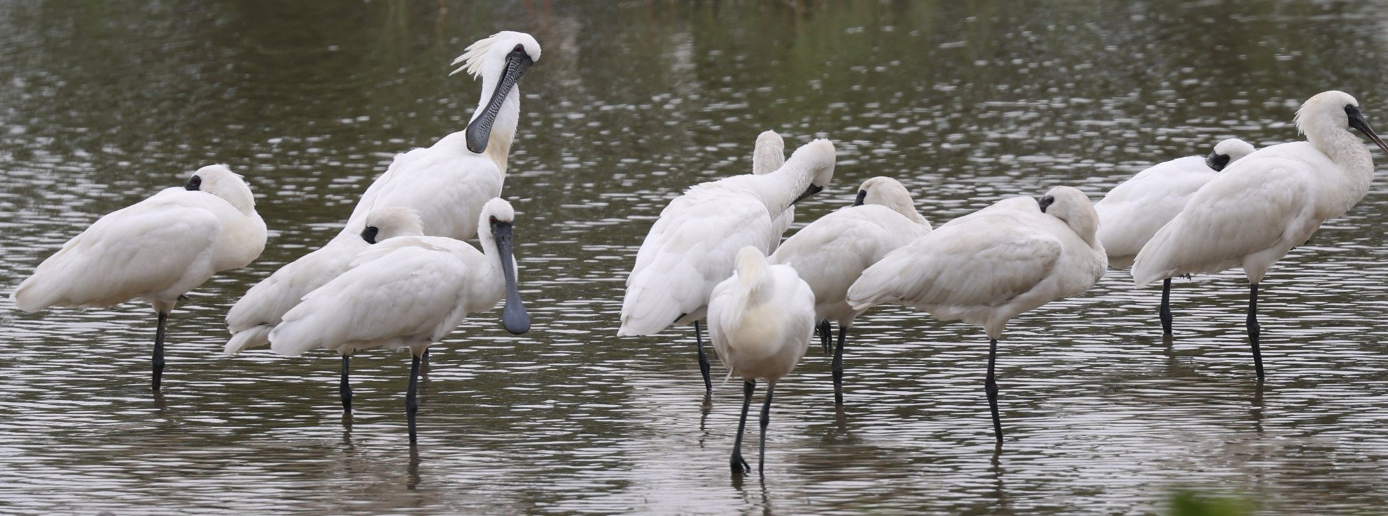 Black-faced spoonbills rest at the Mai Po wetlands in 2022. Photo: May Tse