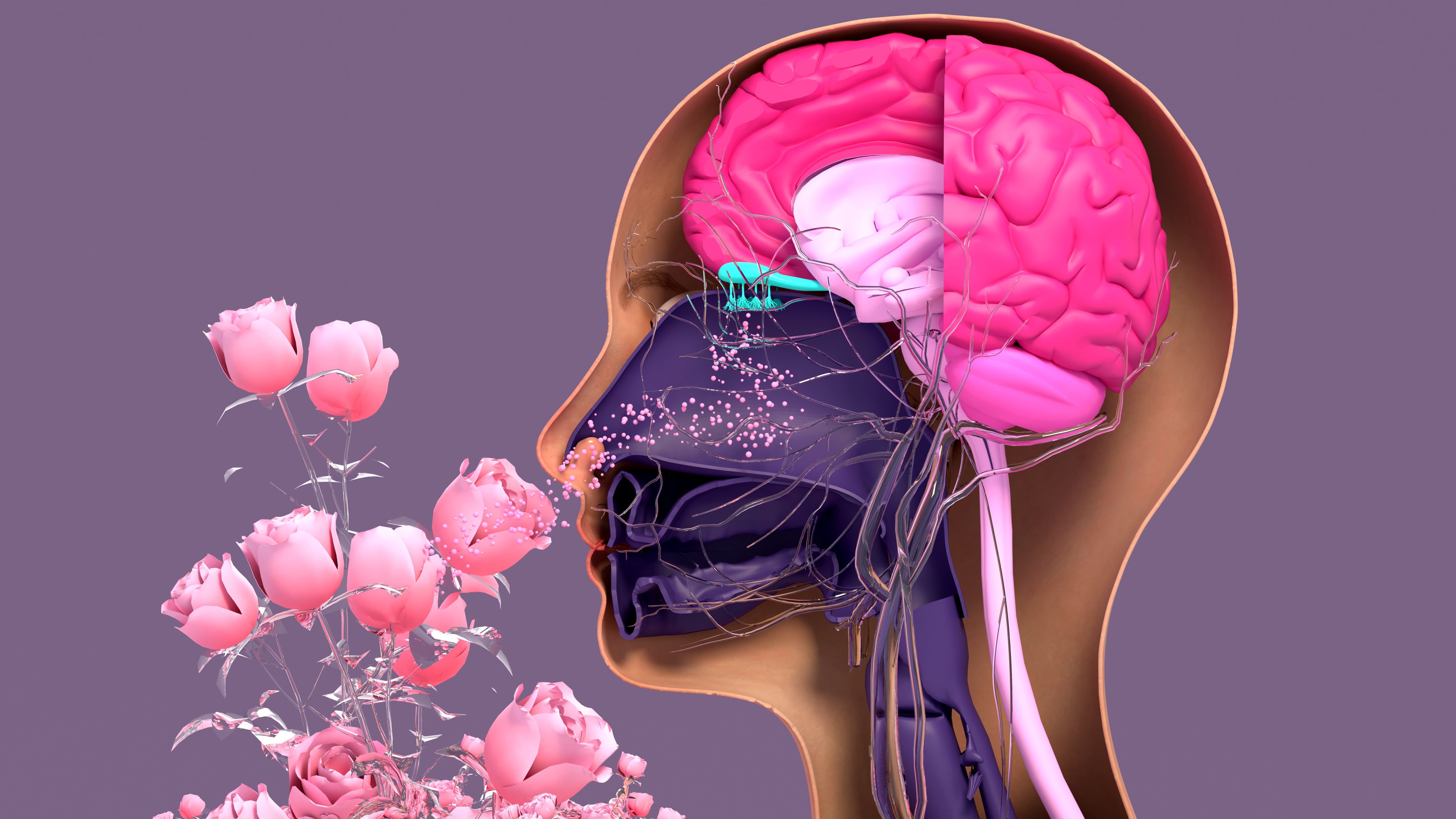 The close physical connection between the regions of the brain linked to memory, emotion and our sense of smell may explain why we associate smells with certain emotional memories - which can be beneficial to our health and even reduce stress. Photo: Shutterstock