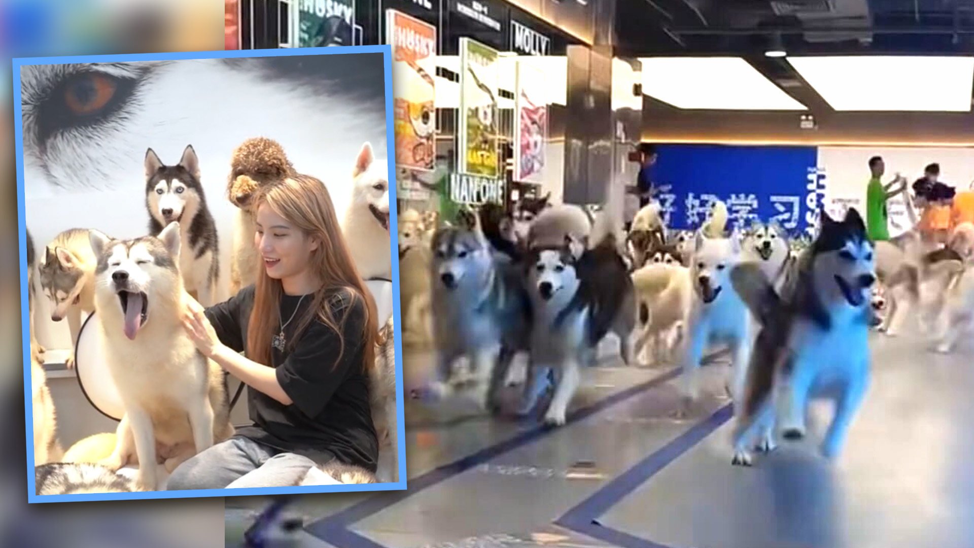 Scores of husky dogs escaped from a pet cafe in China when a customer left the door open, delighting mainland social media. Photo: SCMP composite/Douyin