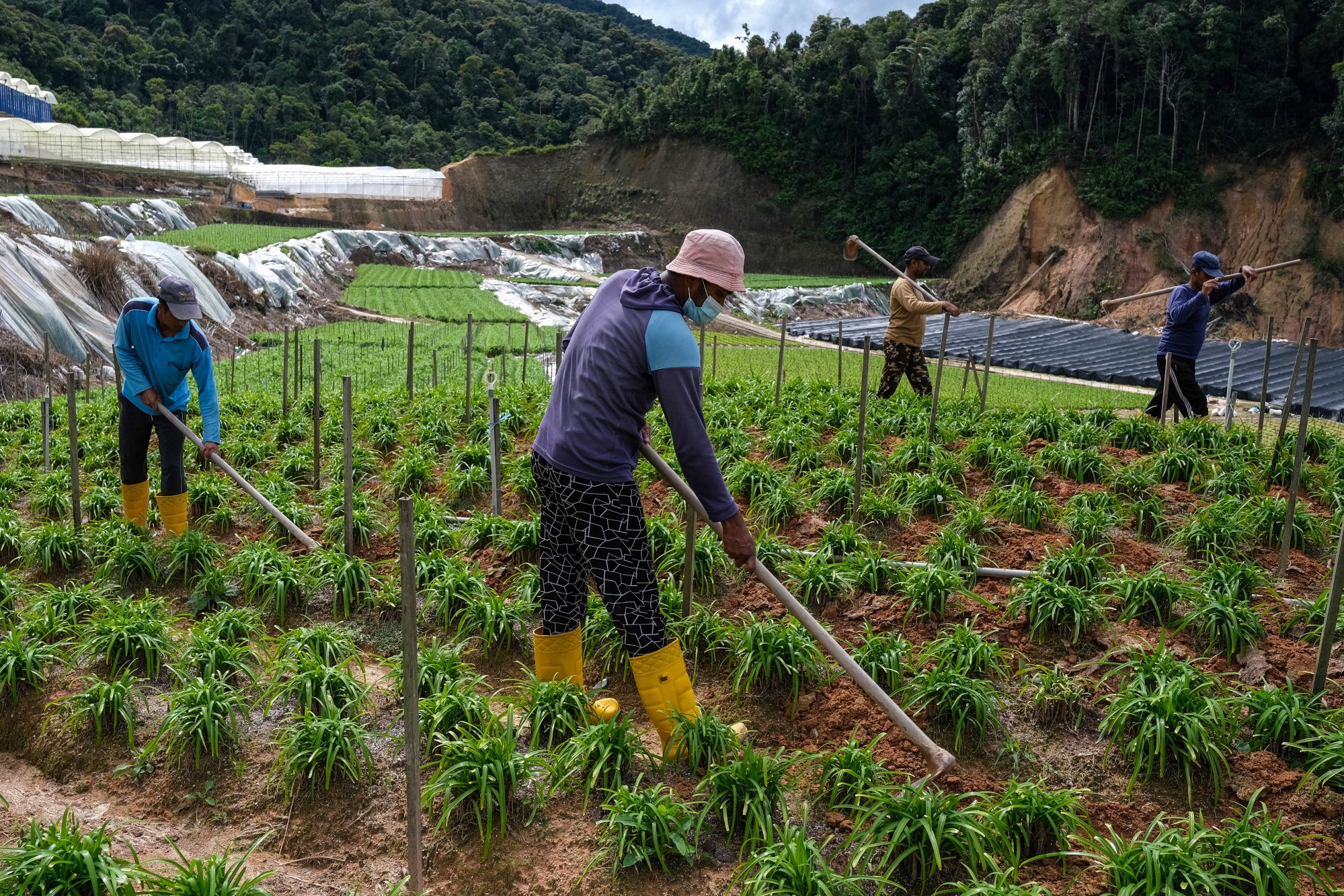 Migrant workers at a vegetable farm in Cameron Highlands, the largest vegetable-producing region in the Malaysian peninsula. Photo: AFP