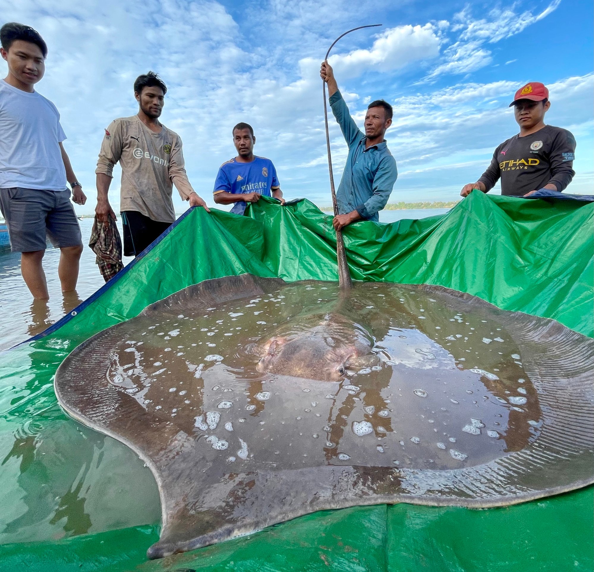 A 300kg giant stingray found in the Mekong in Cambodia. Photo: Handout
