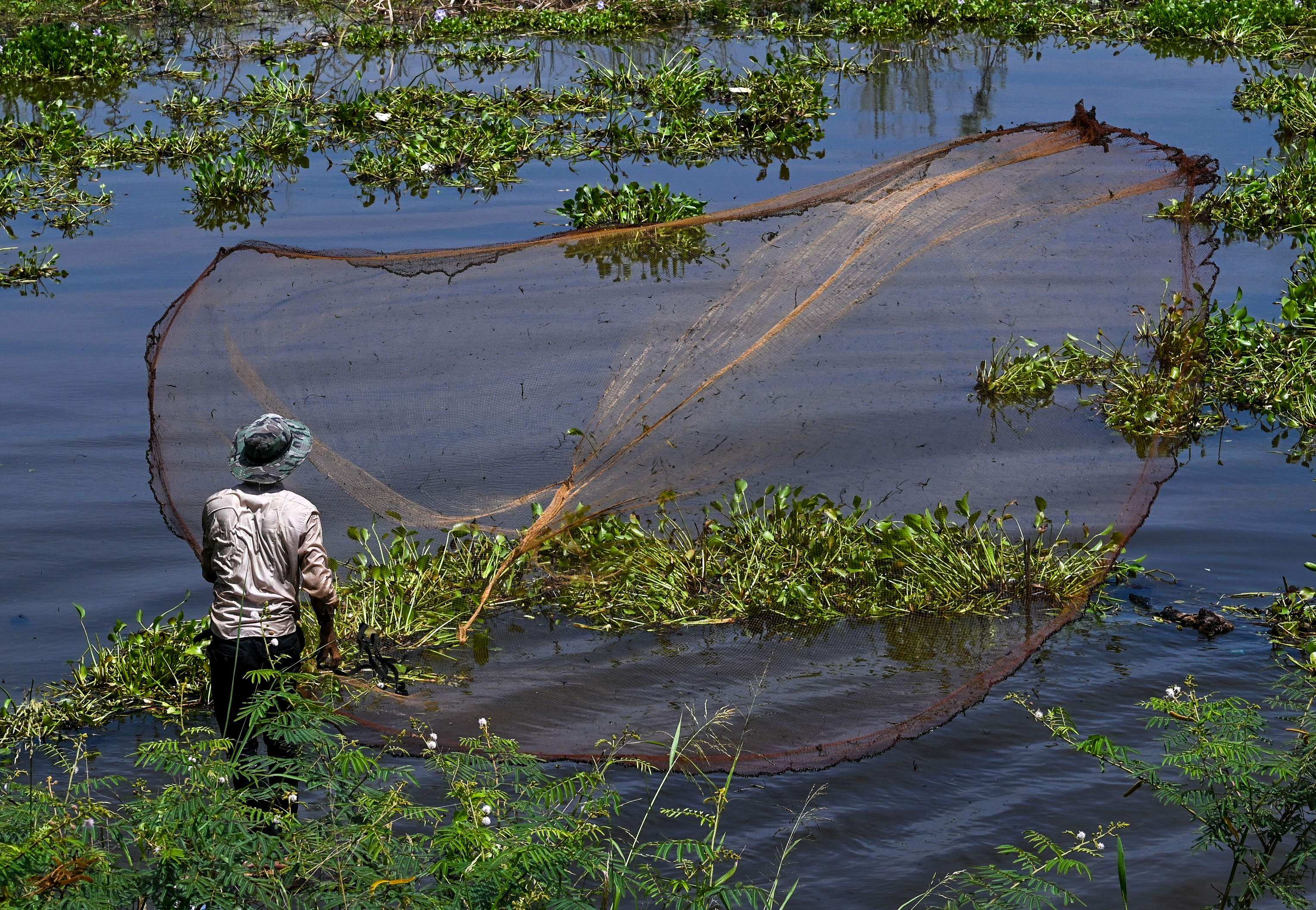A man throws a fishing net into a lake in Kandal province in the Mekong Delta. Photo: AFP 