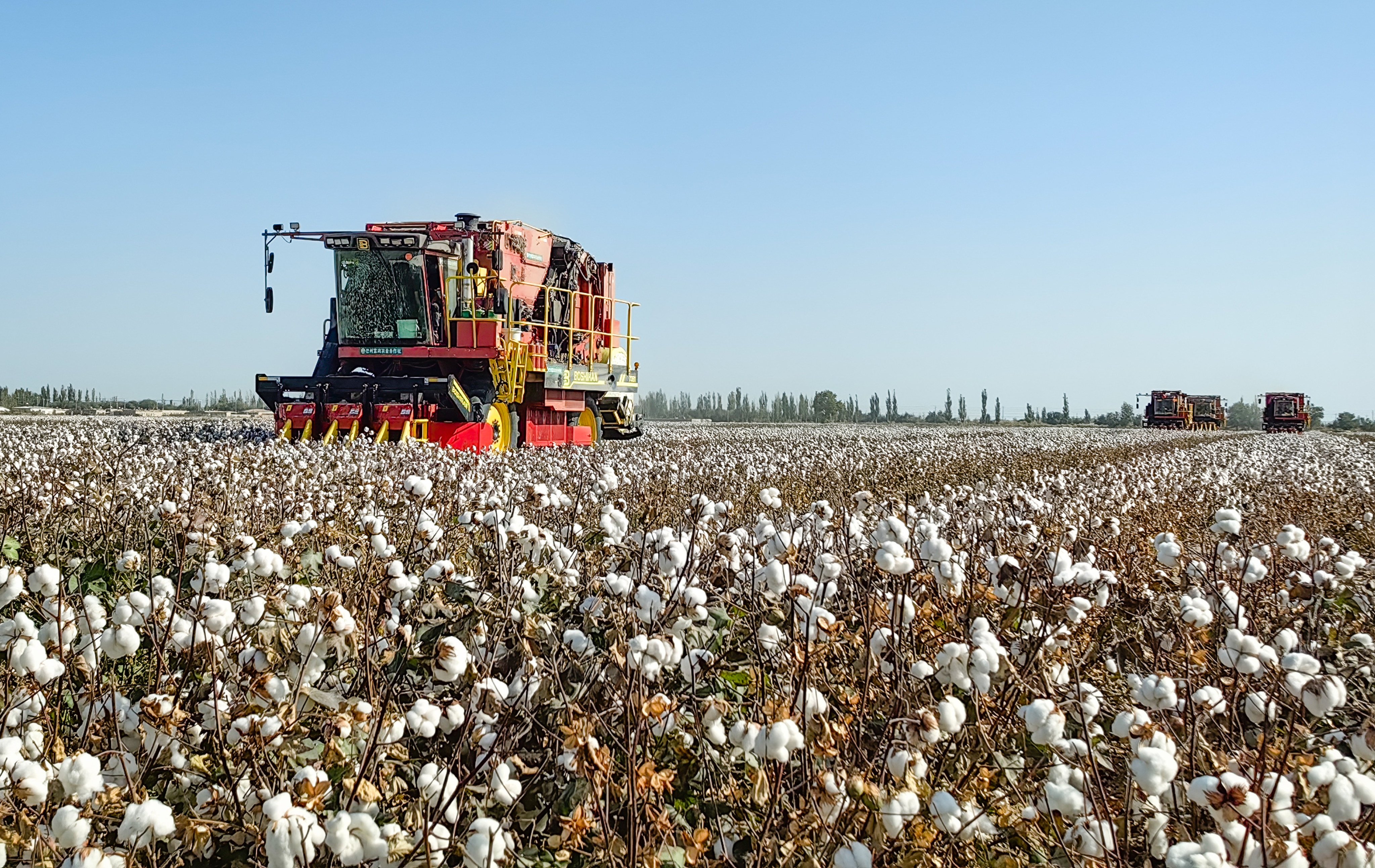 Farmers harvesting cotton in Korla in northwest China’s Xinjiang Uygur autonomous region in October. The EU has alleged that human rights abuses are taking place in Xinjiang. Photo: Xinhua