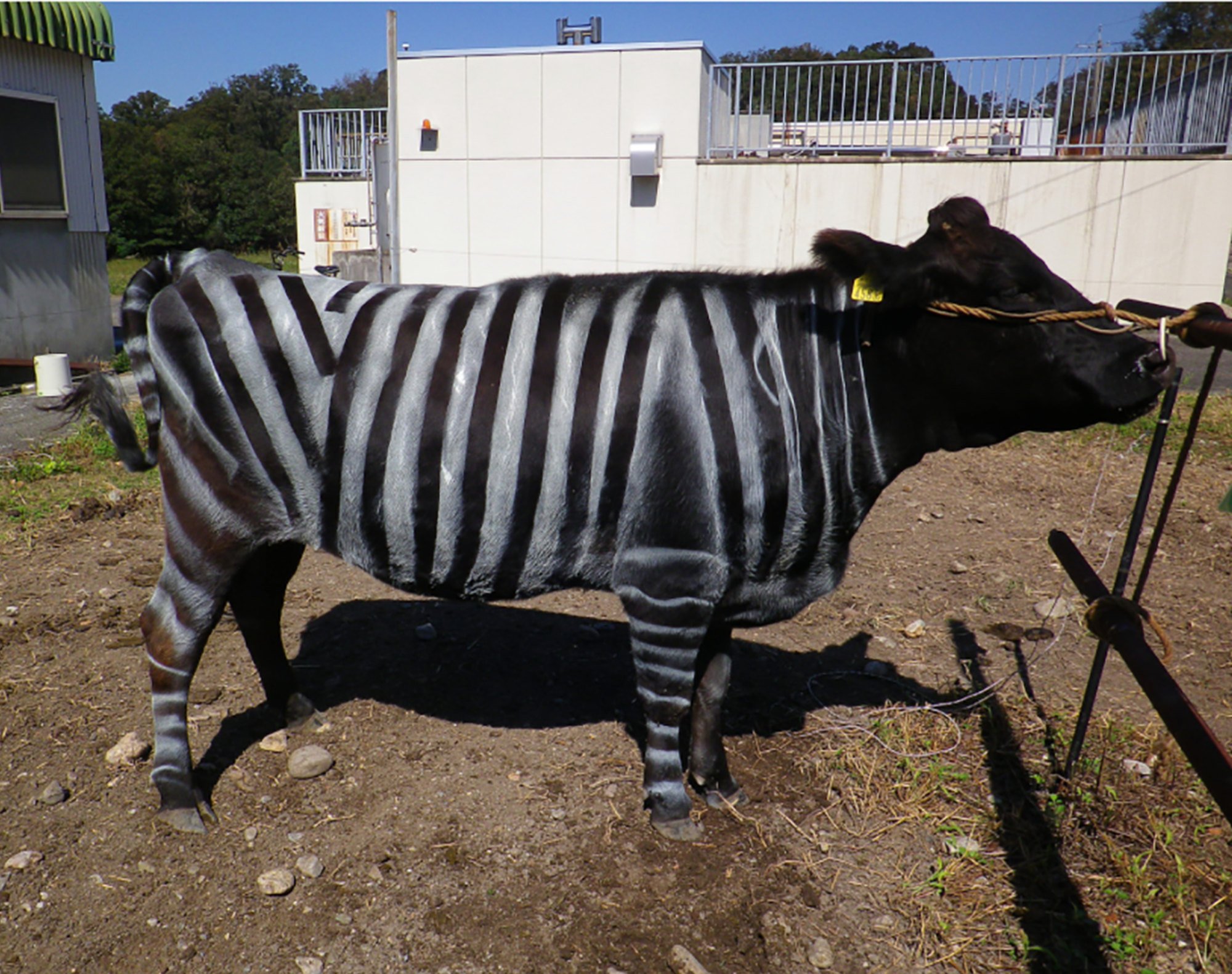 A black-and-white striped cow. Photo: Kojima et al