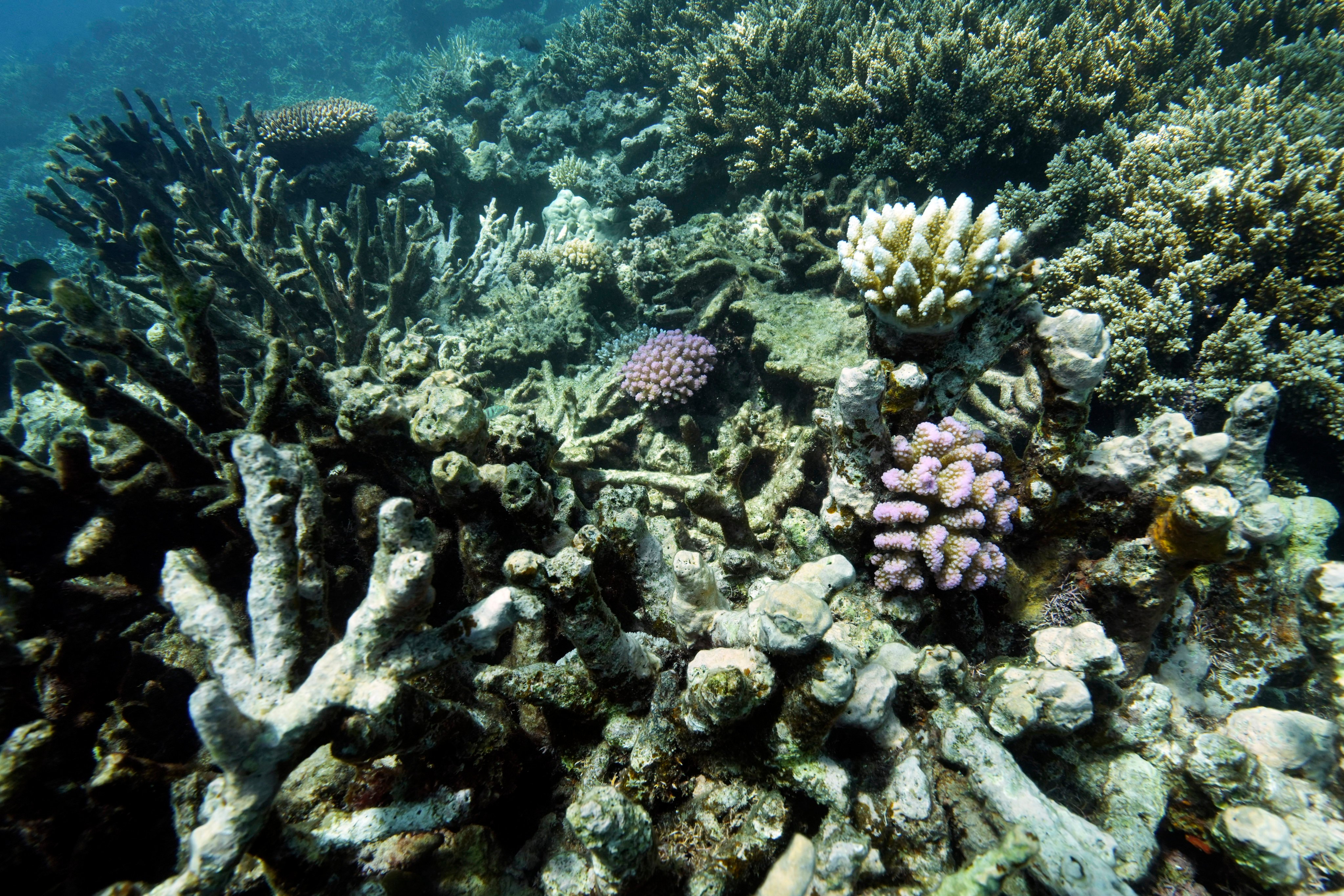 Coral on Moore Reef is visible in the Gunggandji Sea Country off the coast of Queensland, Australia. The UN body that regulates the world’s ocean floor could open the international seabed for mining, including for materials vital for the green transition. Conservationists worry that ecosystems will be damaged. Photo: AP