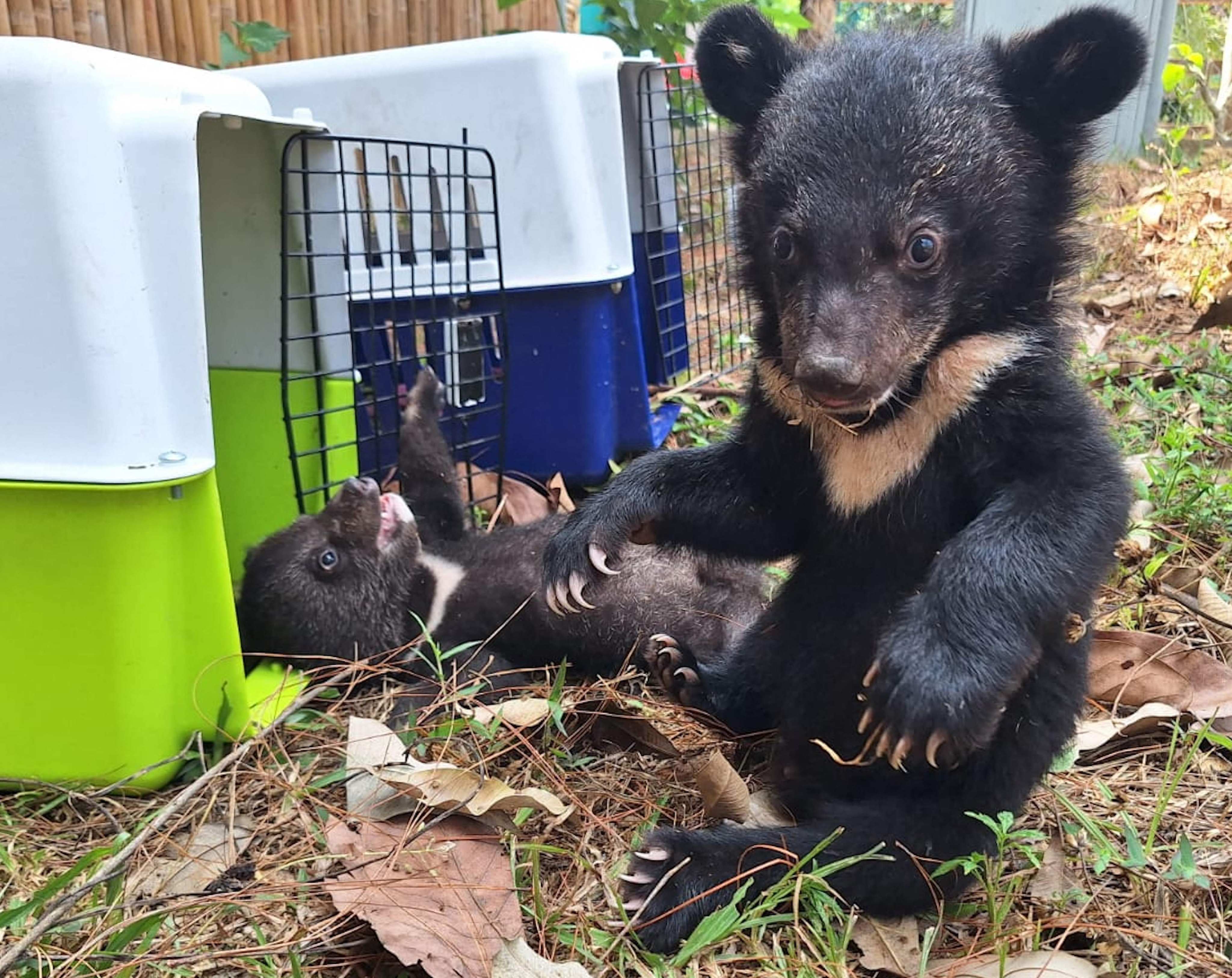 Endangered Asiatic black bear cubs experience touching grass for the first time at Luang Prabang Wildlife Sanctuary after their rescue. Photo: Free the Bears / Handout via AFP
