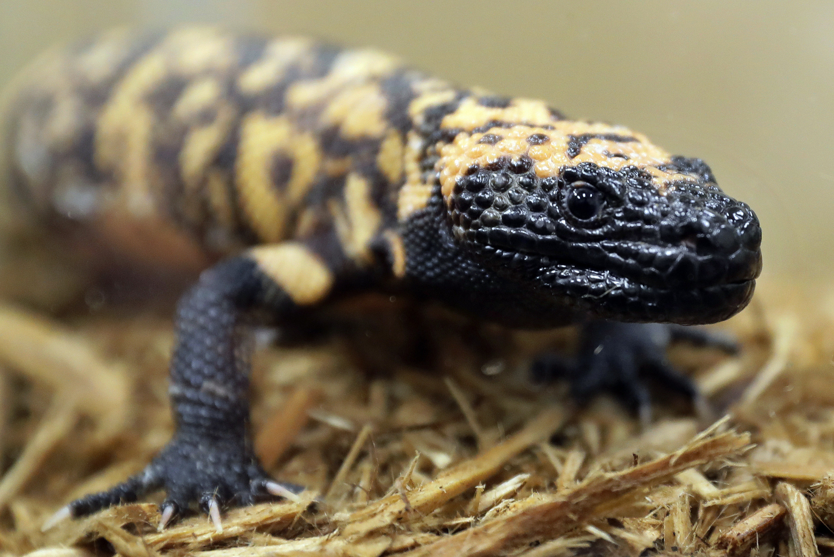 A 34-year-old man in the US state of Colorado died in February after being bitten by his pet Gila monster in a very rare occurrence. Gila monster bites are often painful but normally aren’t deadly, experts say. Photo: AP