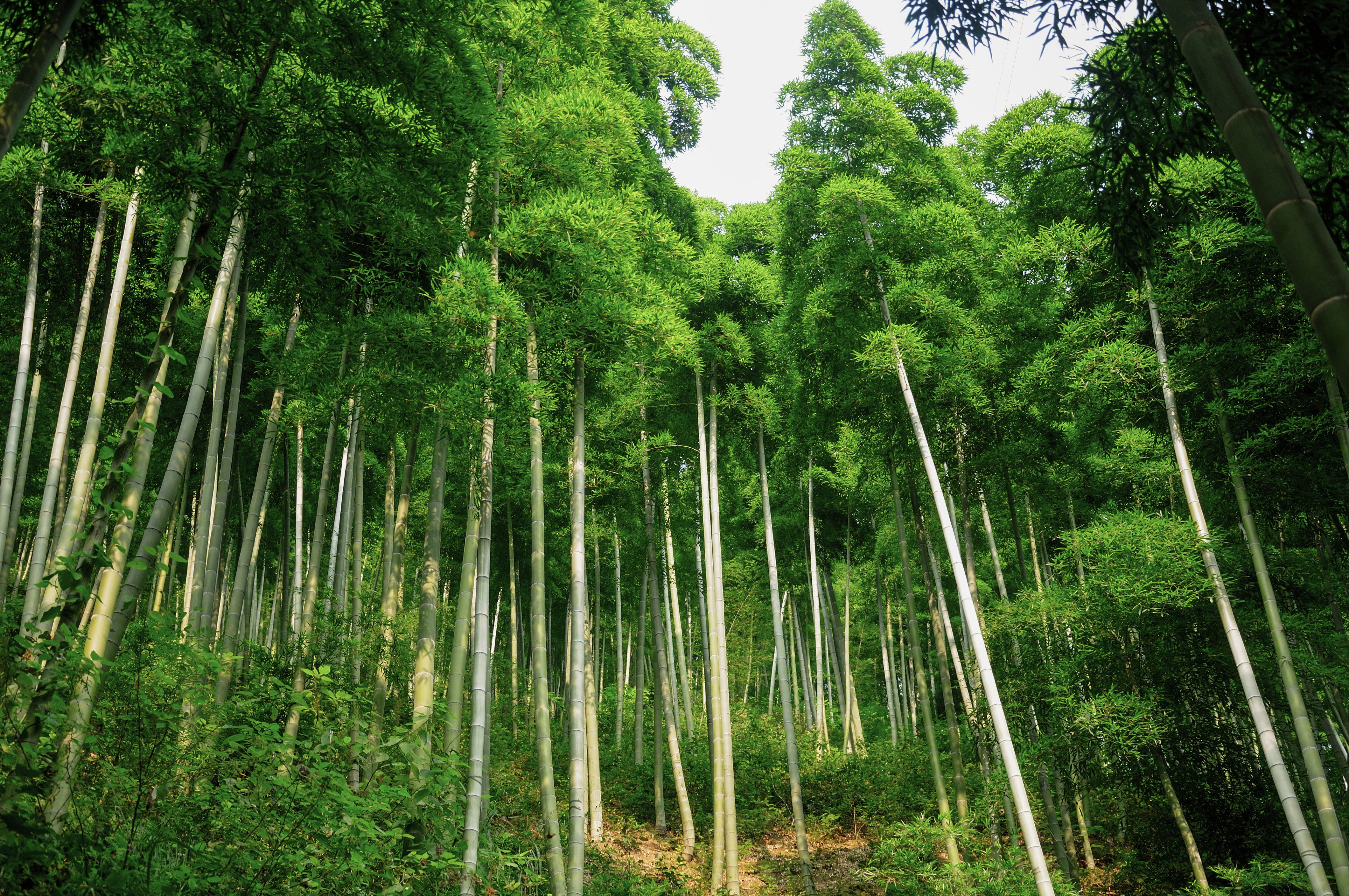 As a crop, bamboo is fast-growing, plus has multiple uses including as food and timber. Photo: Shutterstock
