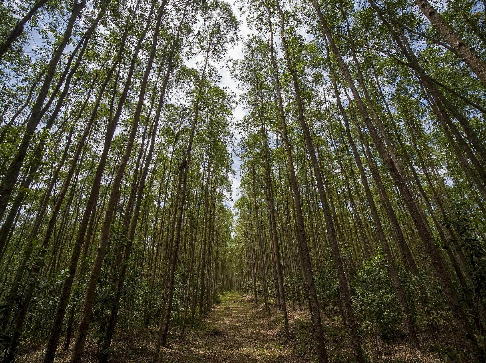 RGE believes that the principles of sustainable forest management are critical to generating enduring economic growth and long-term social benefits, which are key to operating at the heart of the bioeconomy.