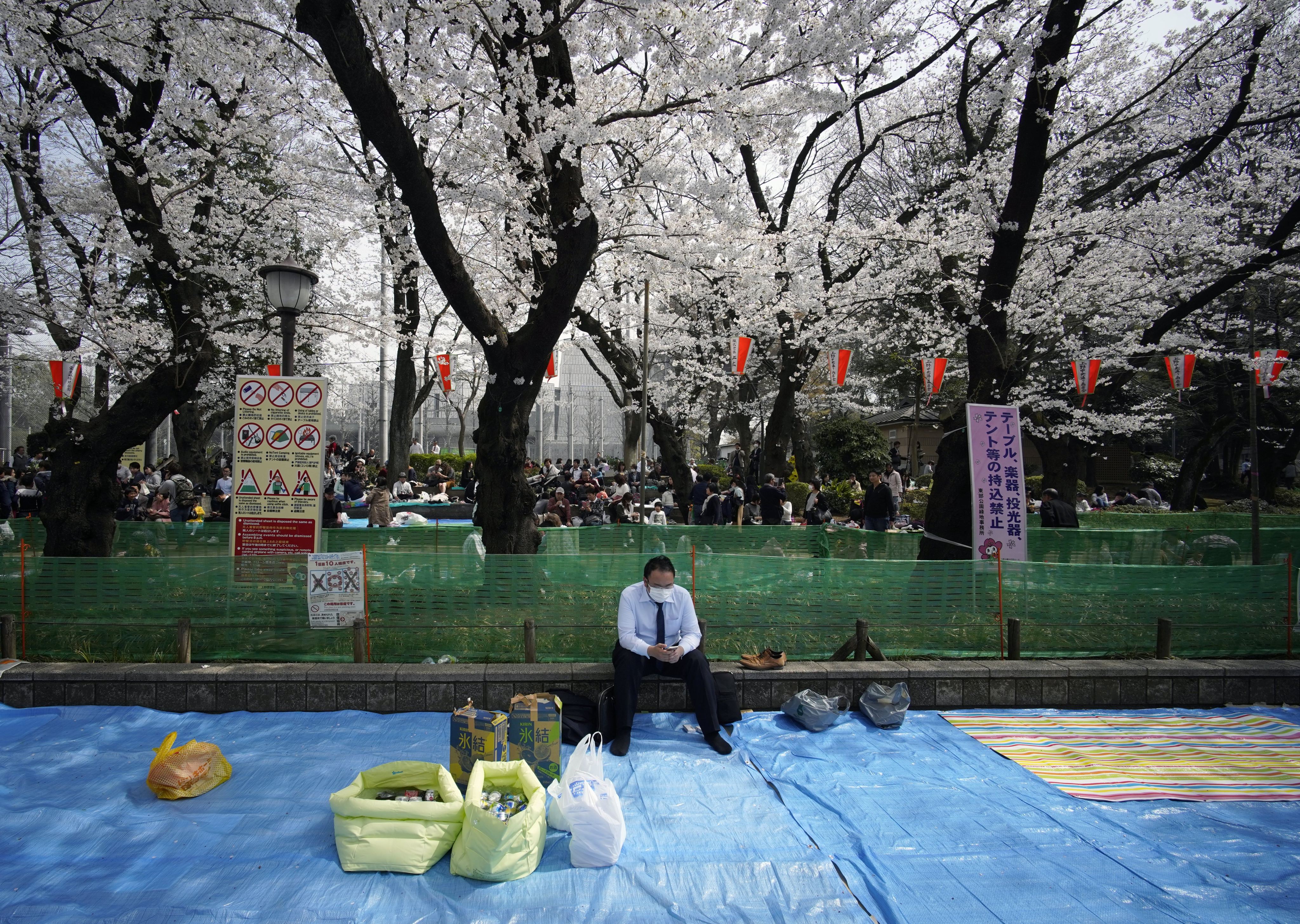 A man sits under cherry blossoms in full bloom at Ueno Park in Tokyo, Japan, while waiting for his co-workers to join for their company ‘hanami’ party.  Photo: EPA-EFE