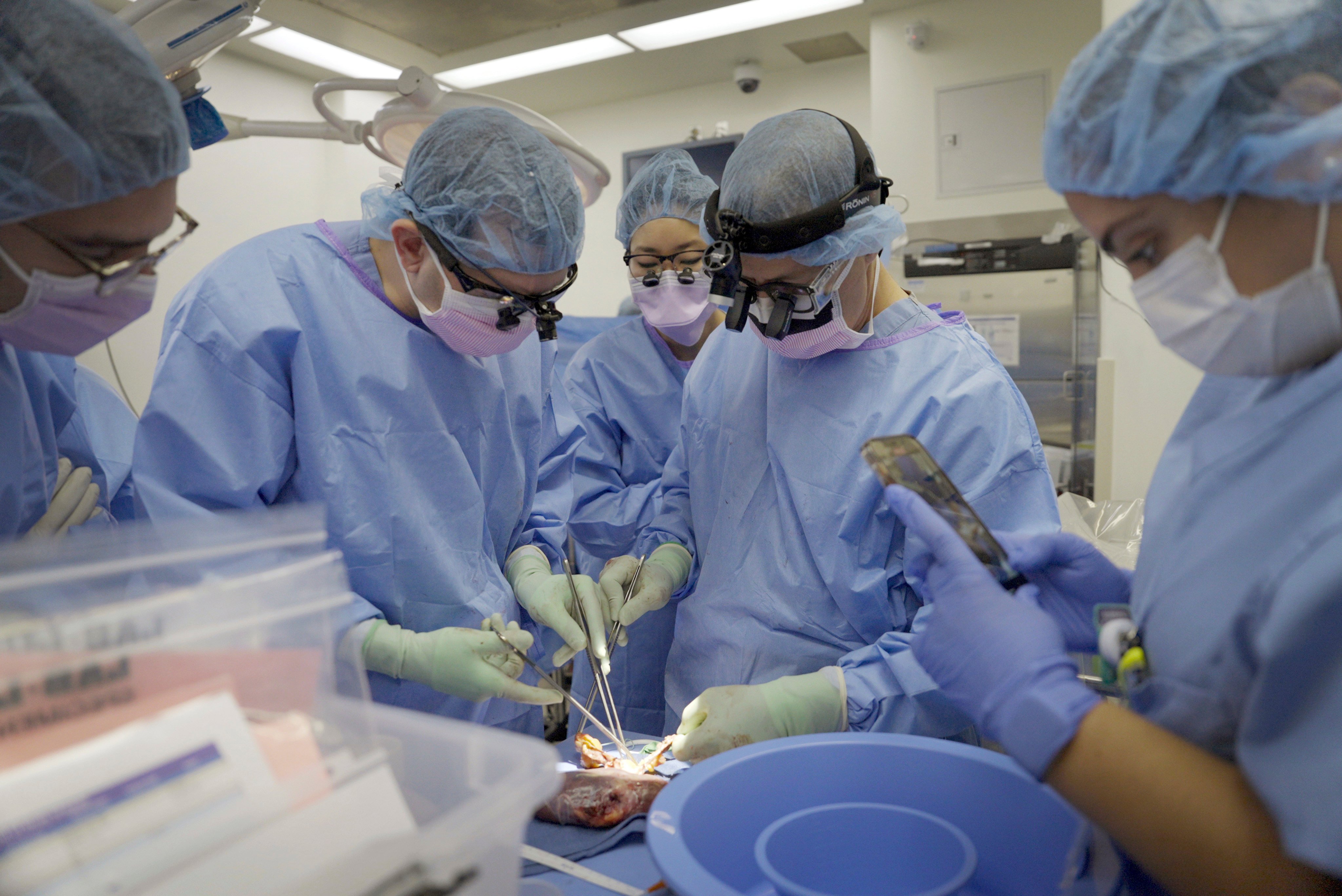 Before pig organs can be routinely used in human organ transplant operations, ethical questions must be addressed. Photo: AP