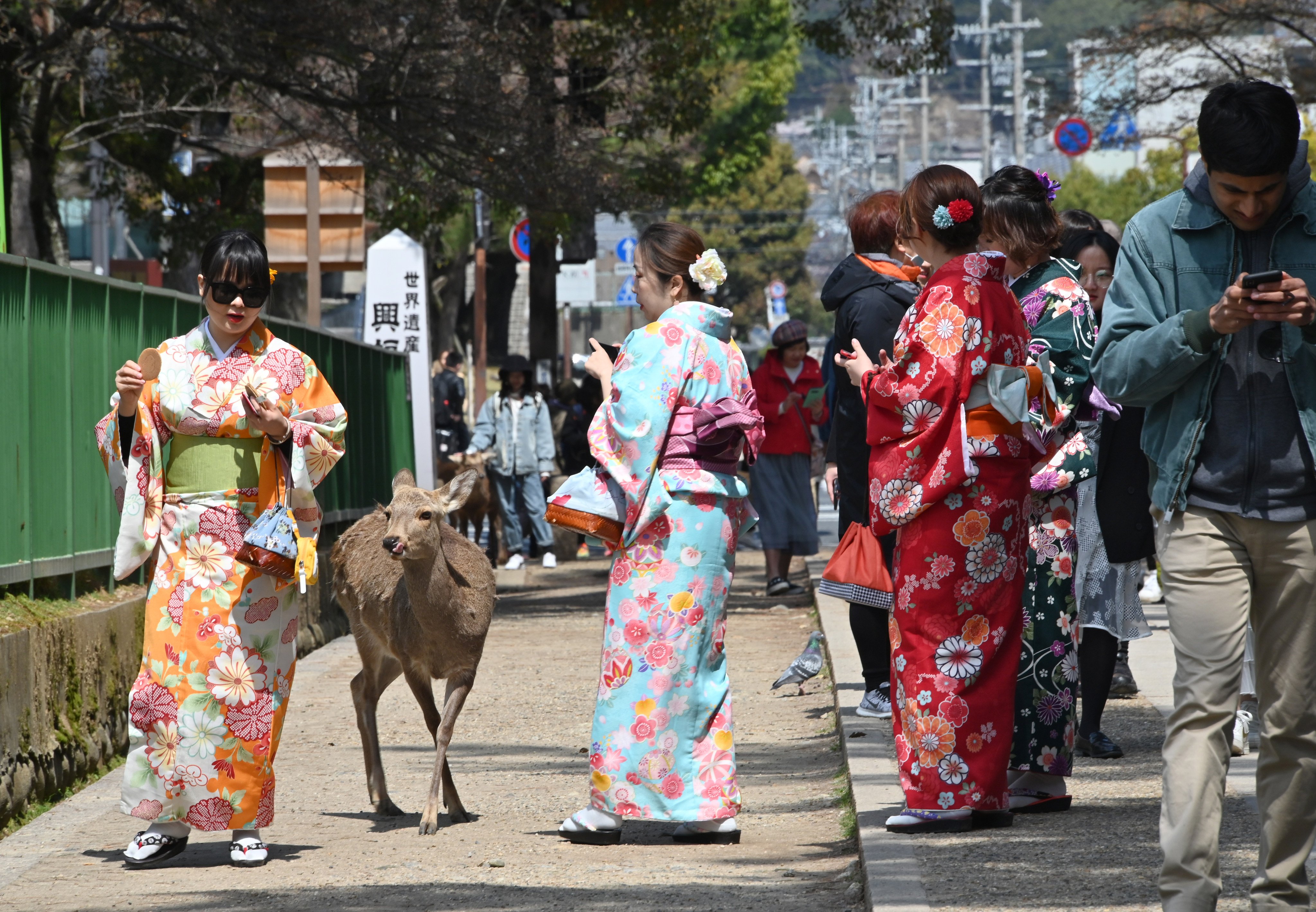 Tourists feed a deer at Nara Park in Japan. Photo: Getty Images