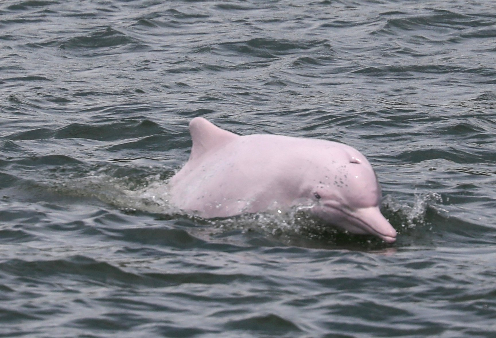 A  Chinese white dolphin is seen in Lantau waters in August 2023. Photo: Xiaomei Chen