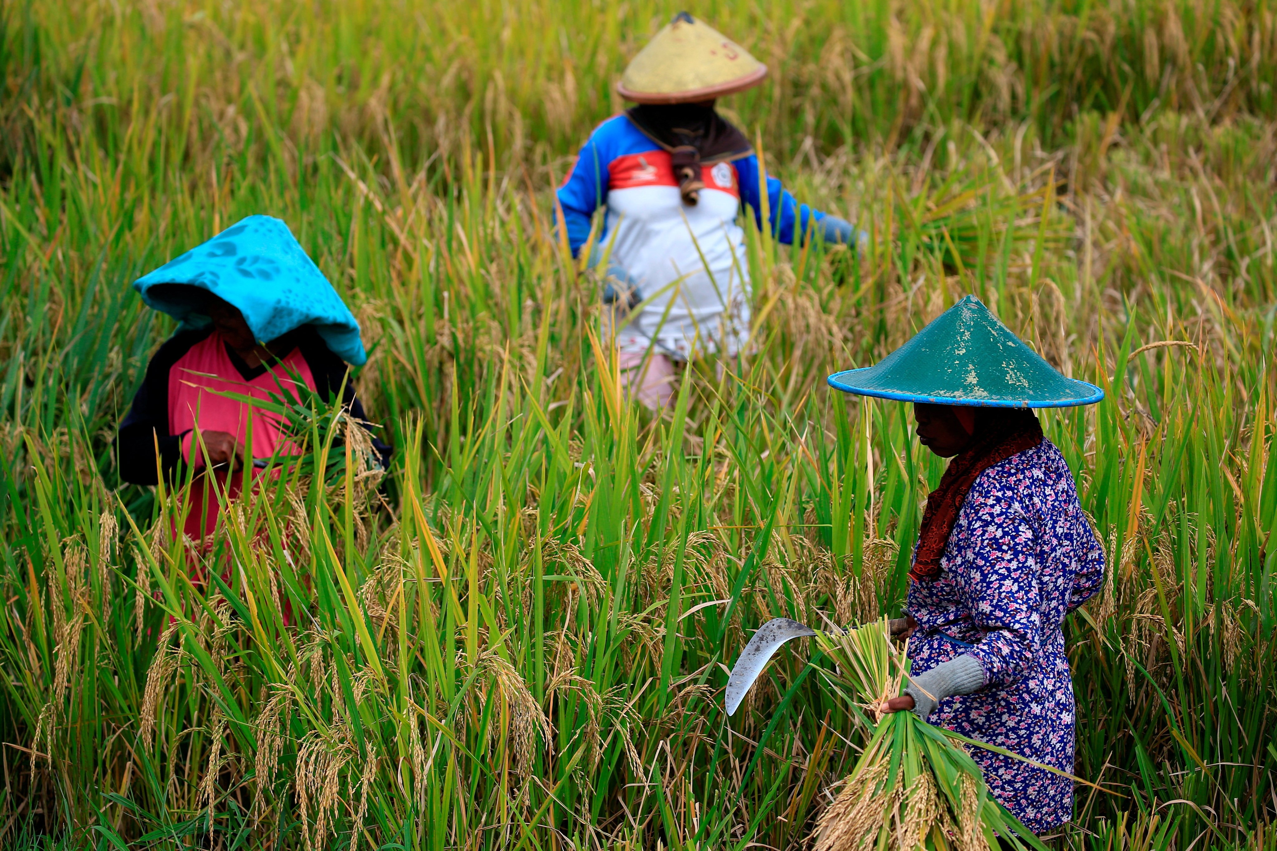 Farmers collect paddy during harvest day at a rice field in Lumajang, East Java. Photo: Reuters
