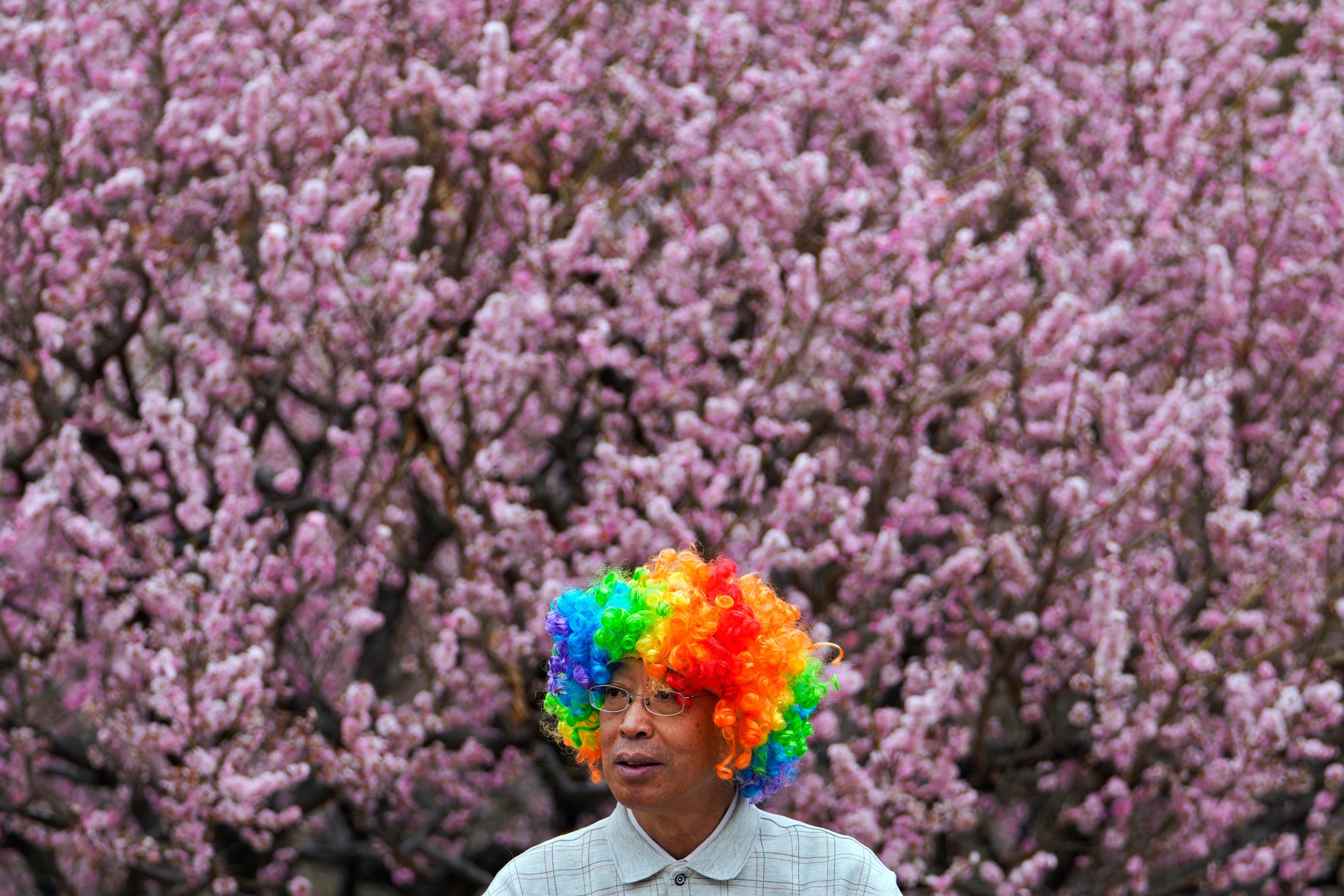 A man adds an extra dash of colour to spring blossoms at a public park in Beijing. Photo: AP