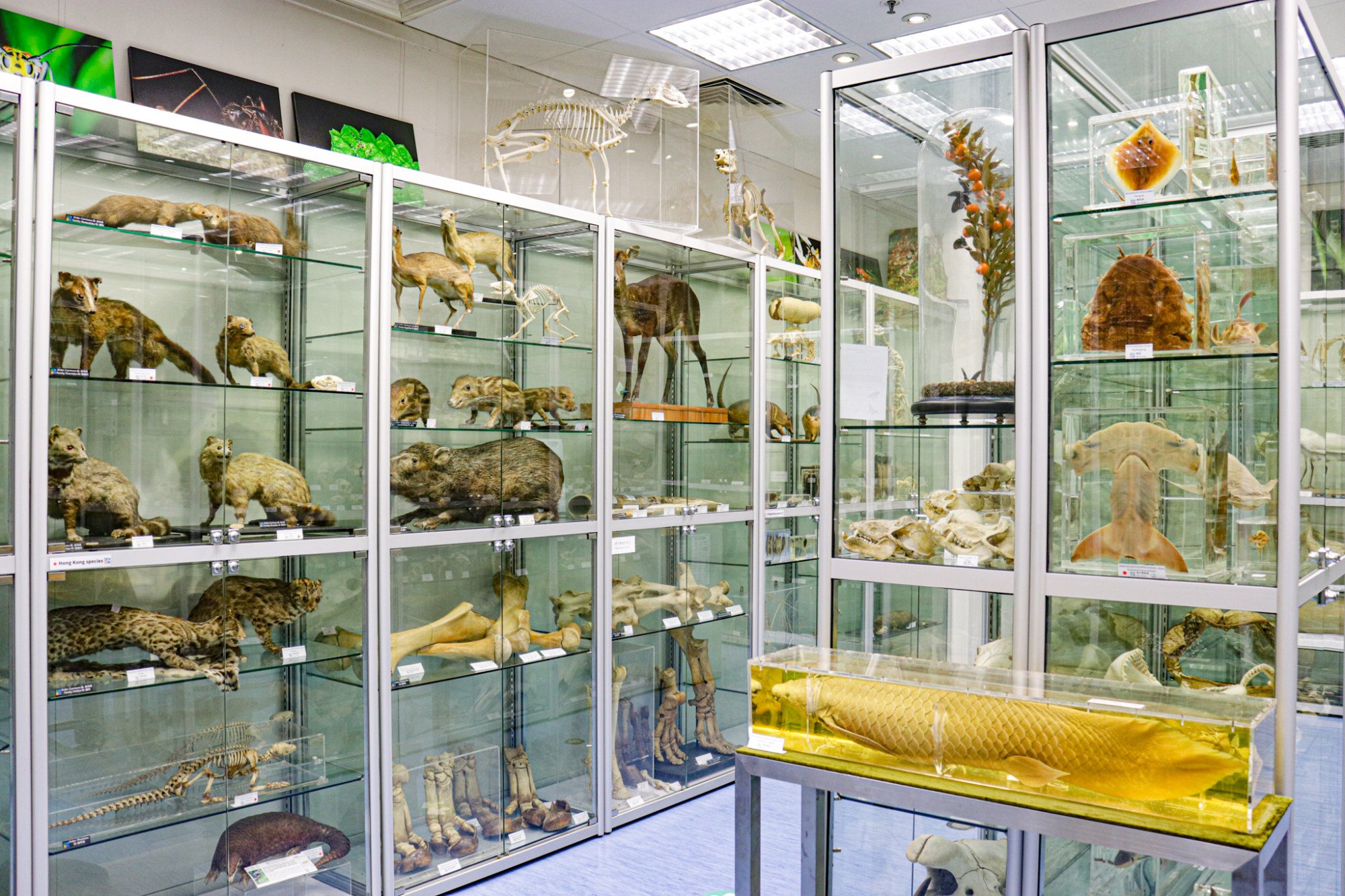The museum is home to thousands of specimens some of which were once used as teaching aids. Photo: The Hong Kong Biodiversity Museum