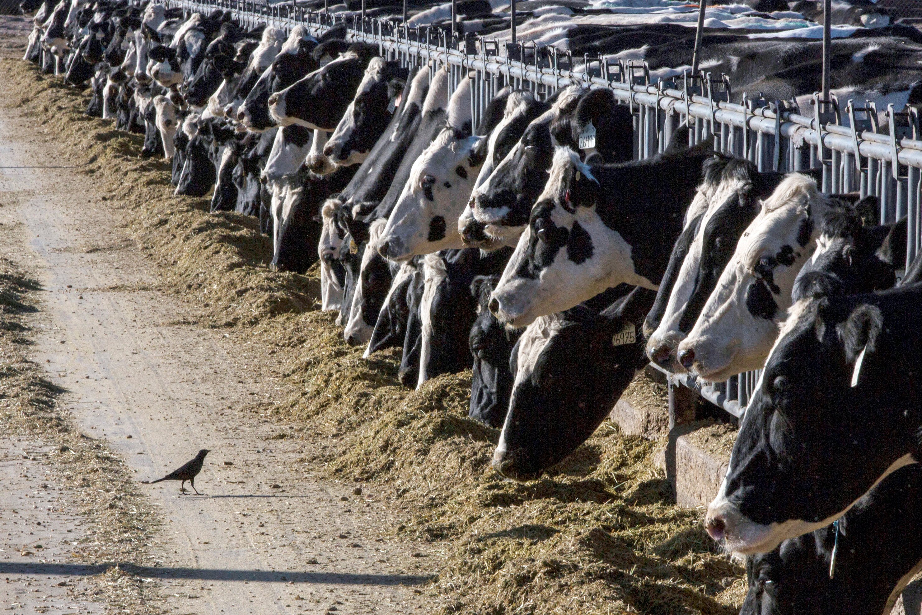 Herds of cows in US states including Texas and Kansas have tested positive for bird flu in recent days. Photo: AP 