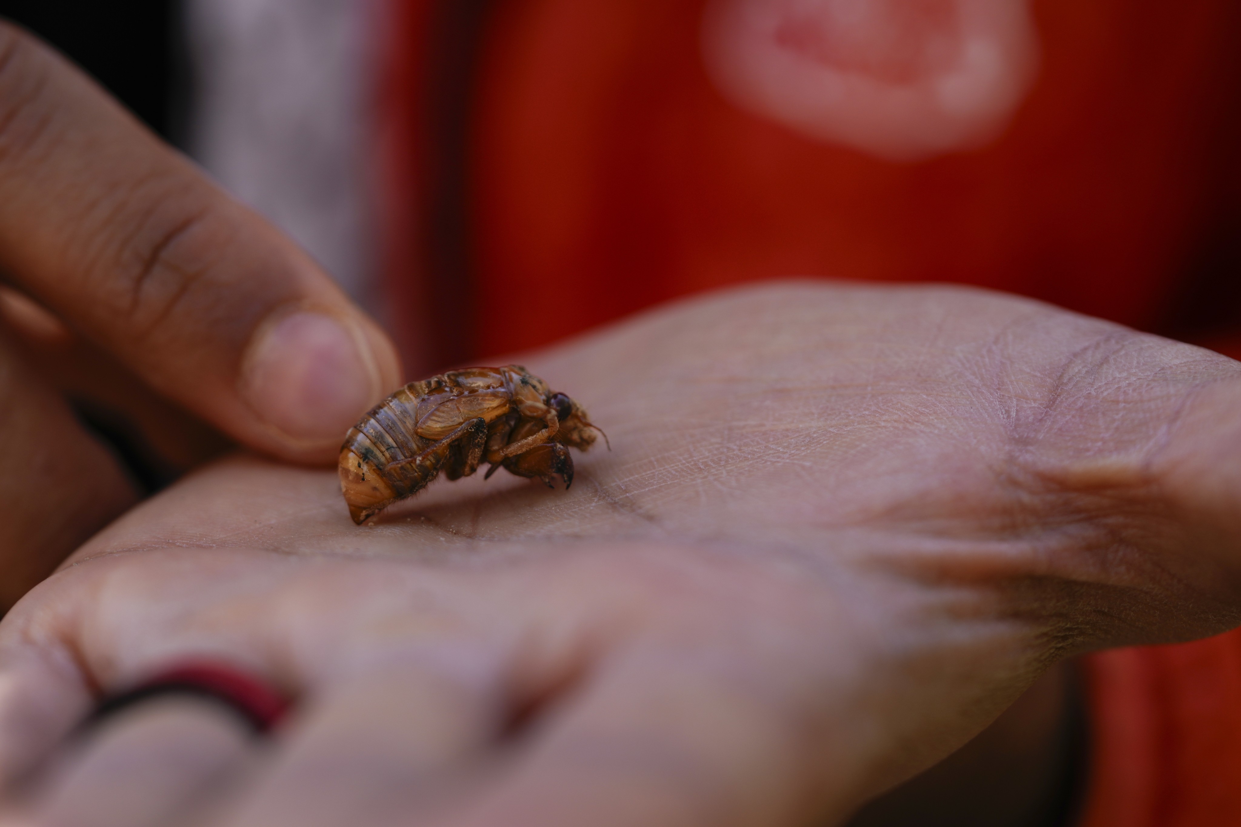 Georgia Institute of Technology biophysicist Saad Bhamla holds a periodical cicada nymph. Photo: AP