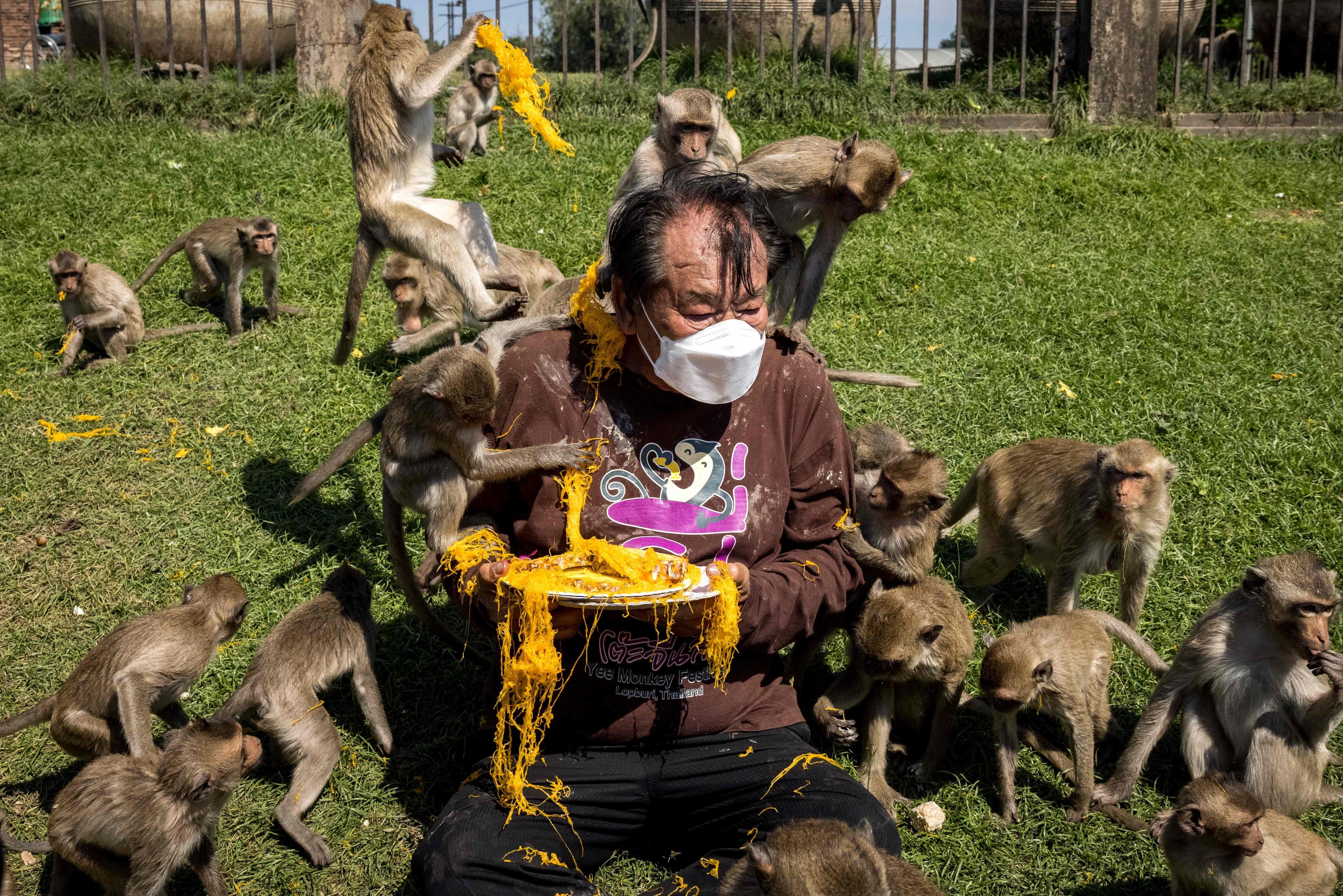 Macaque monkeys climb over a man as he serves them desert outside the Phra Prang Sam Yod temple during the annual Monkey Buffet Festival in Lopburi province. Photo: AFP
