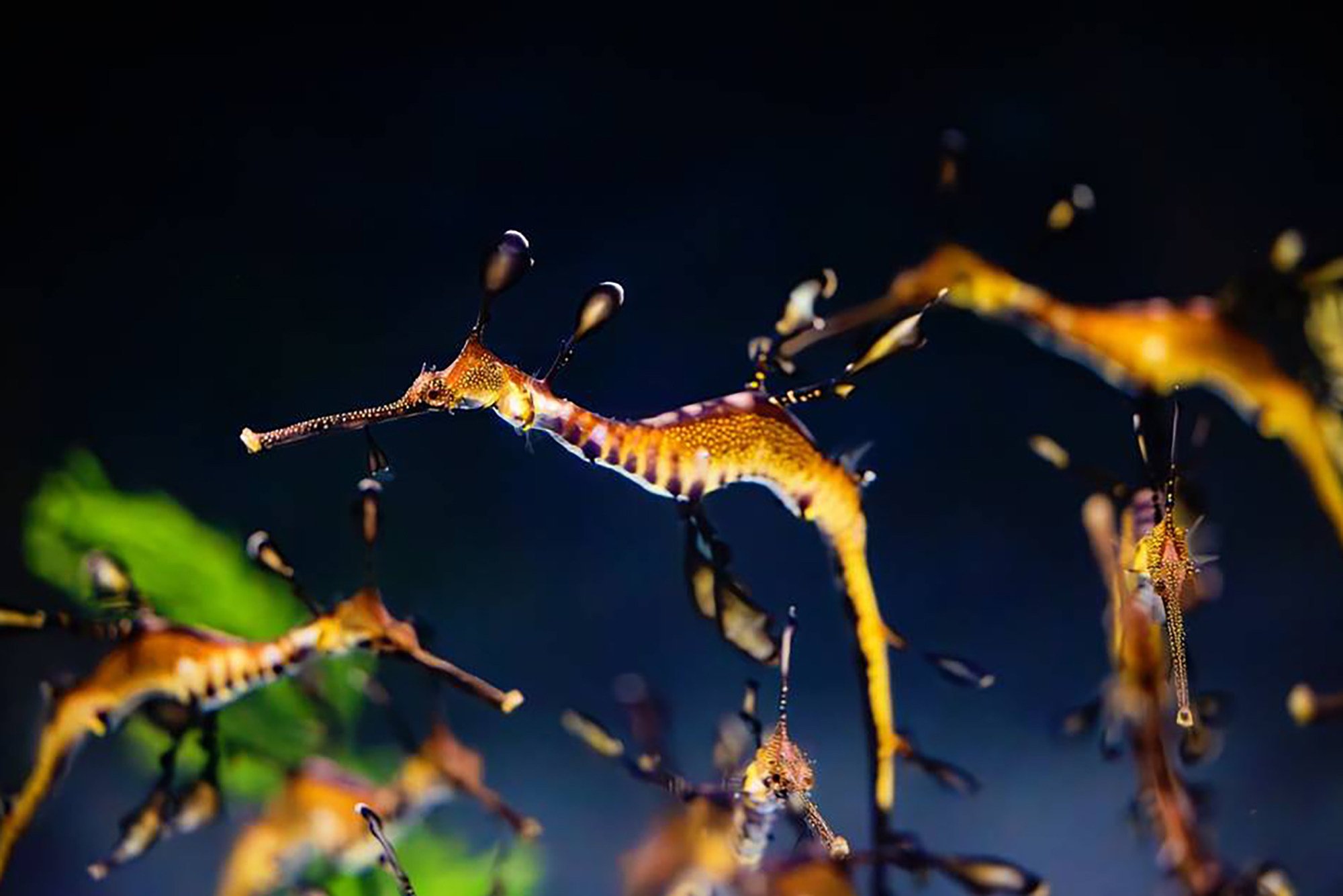 Five year-old seadragons are “swimming into the spotlight” after spending a year behind the scenes at a California aquarium. Photo: TNS