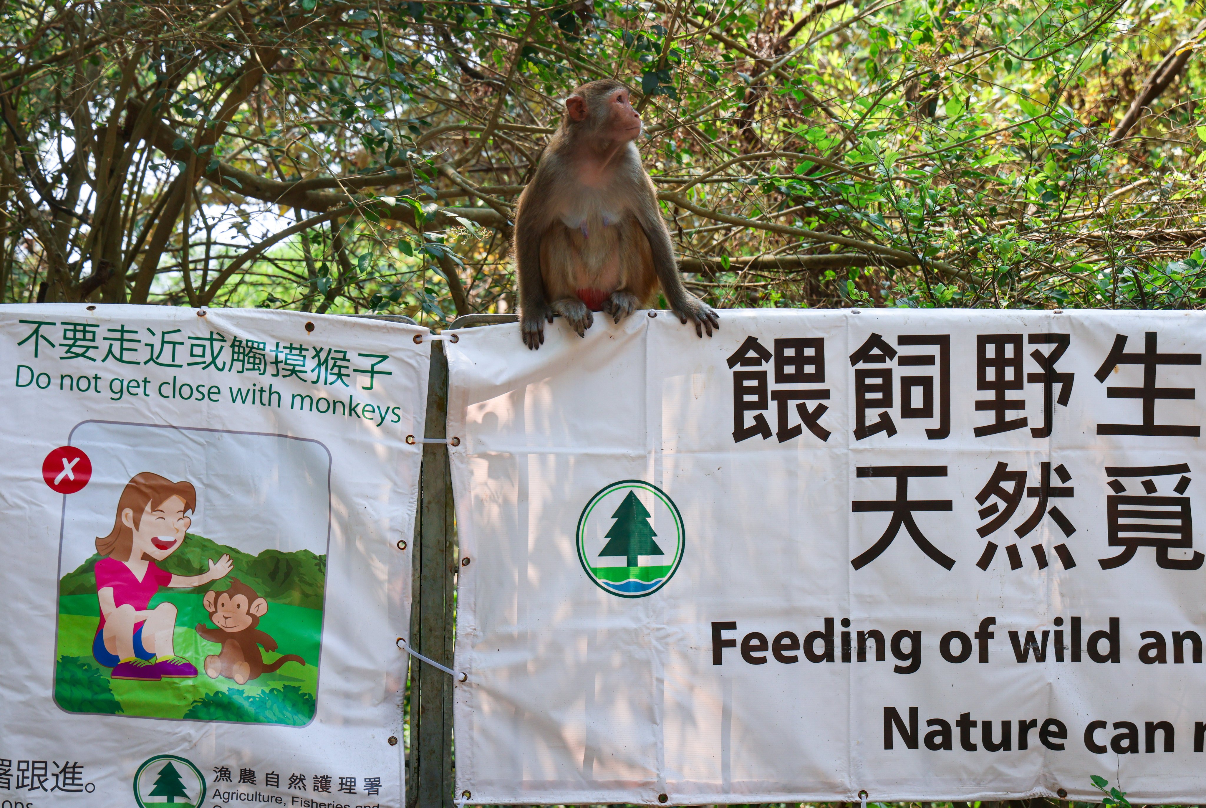 Wild monkeys are generally found in three of Hong Kong’s country parks. Photo: Dickson Lee